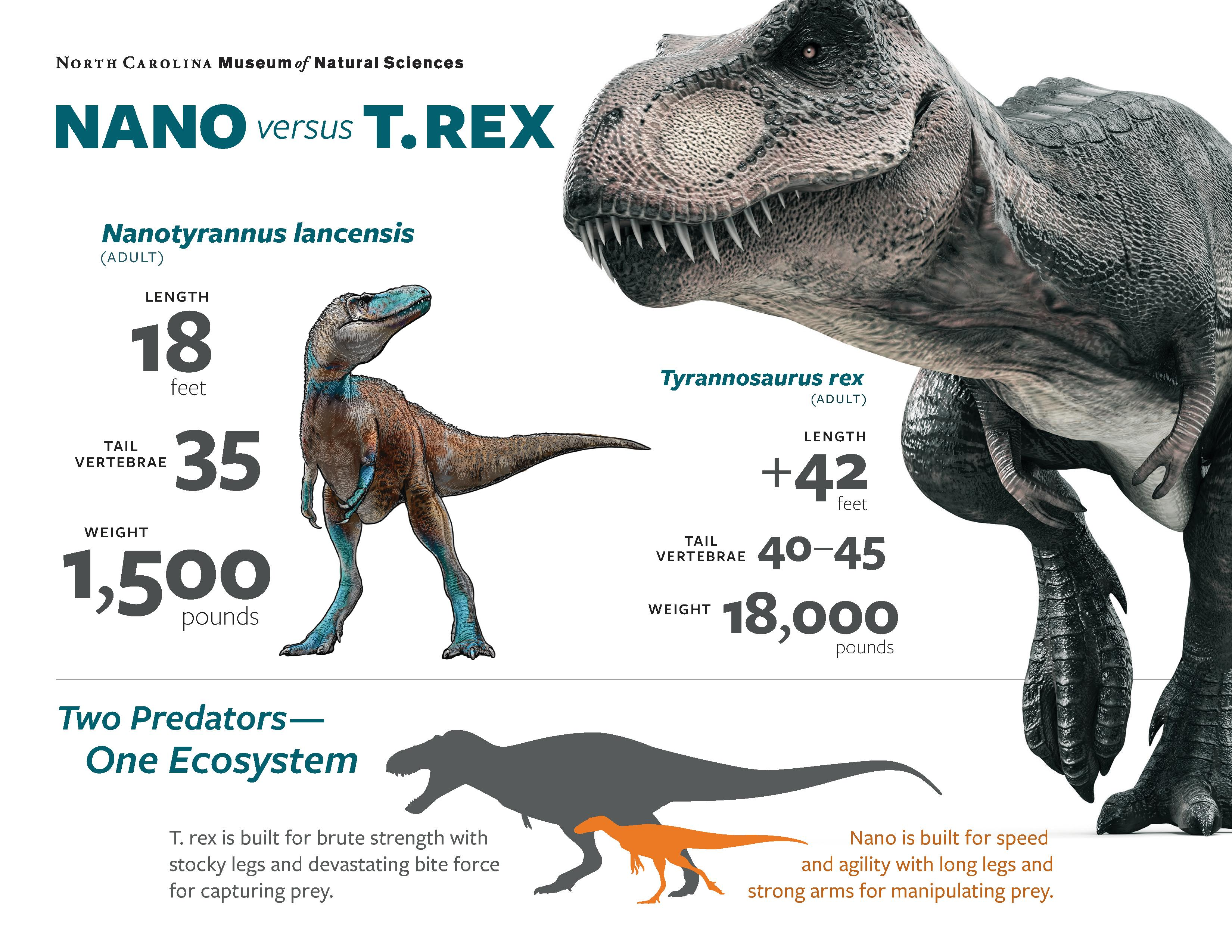 A comparison of a fully grown Nanotyrannus lancensis and a T. rex, so that if these were juvenile T. rexes, they'd still be quite young. A comparison of a fully grown Nanotyrannus lancensis and a T. rex, so that if these were juvenile T. rexes, they'd still be quite young.