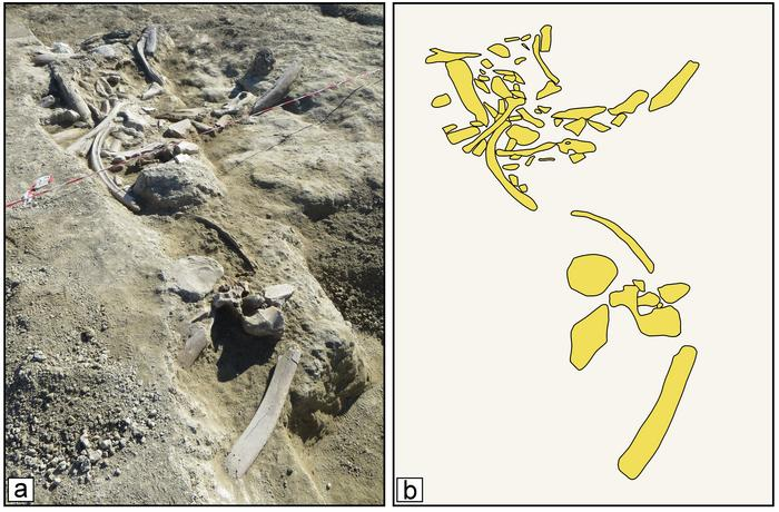 Elephant bones on site at Casal Lumbroso and a sketch of their shapes