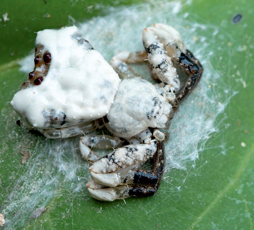 A female P. decipiens spider on a green leaf resembling bird droppings