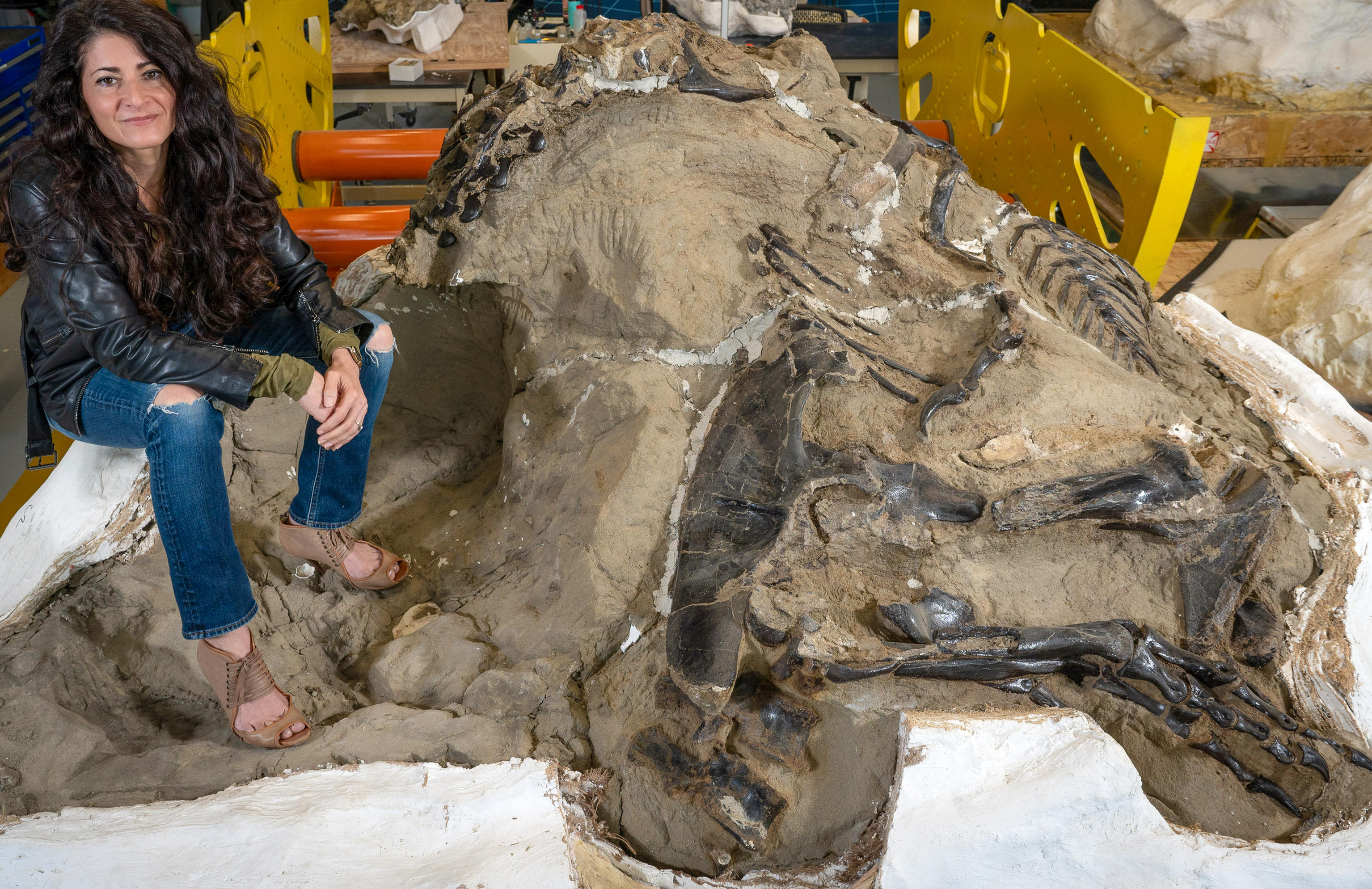 Dr. Lindsay Zanno with a rock containing dinosaur bones yet to be extracted. Dr. Lindsay Zanno with a rock containing dinosaur bones yet to be extracted.