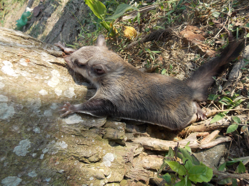 Flying Squirrel(scientifically known as Pteromyini) Flying Squirrel(scientifically known as Pteromyini)