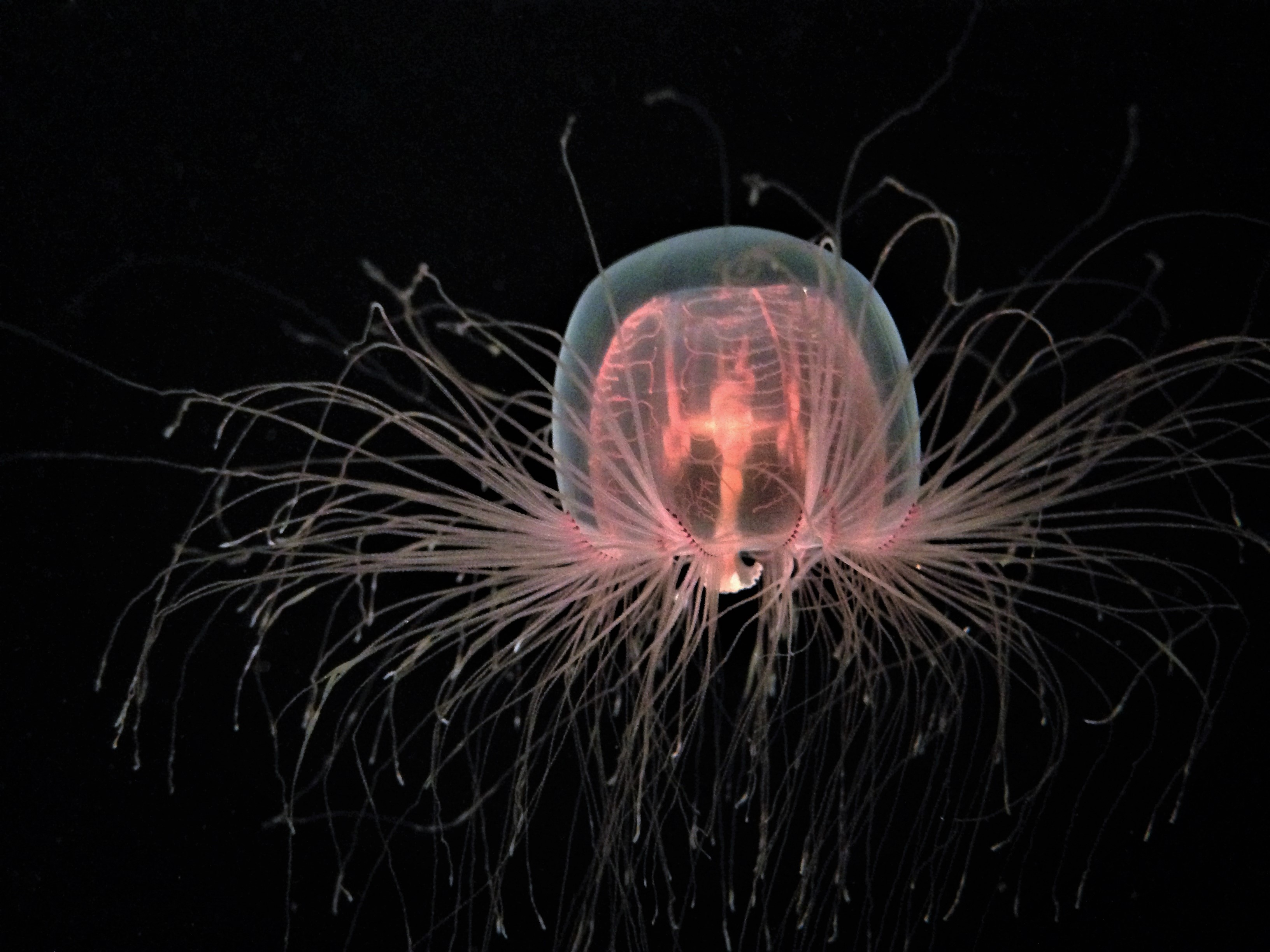  the immortal jellyfish on a black background