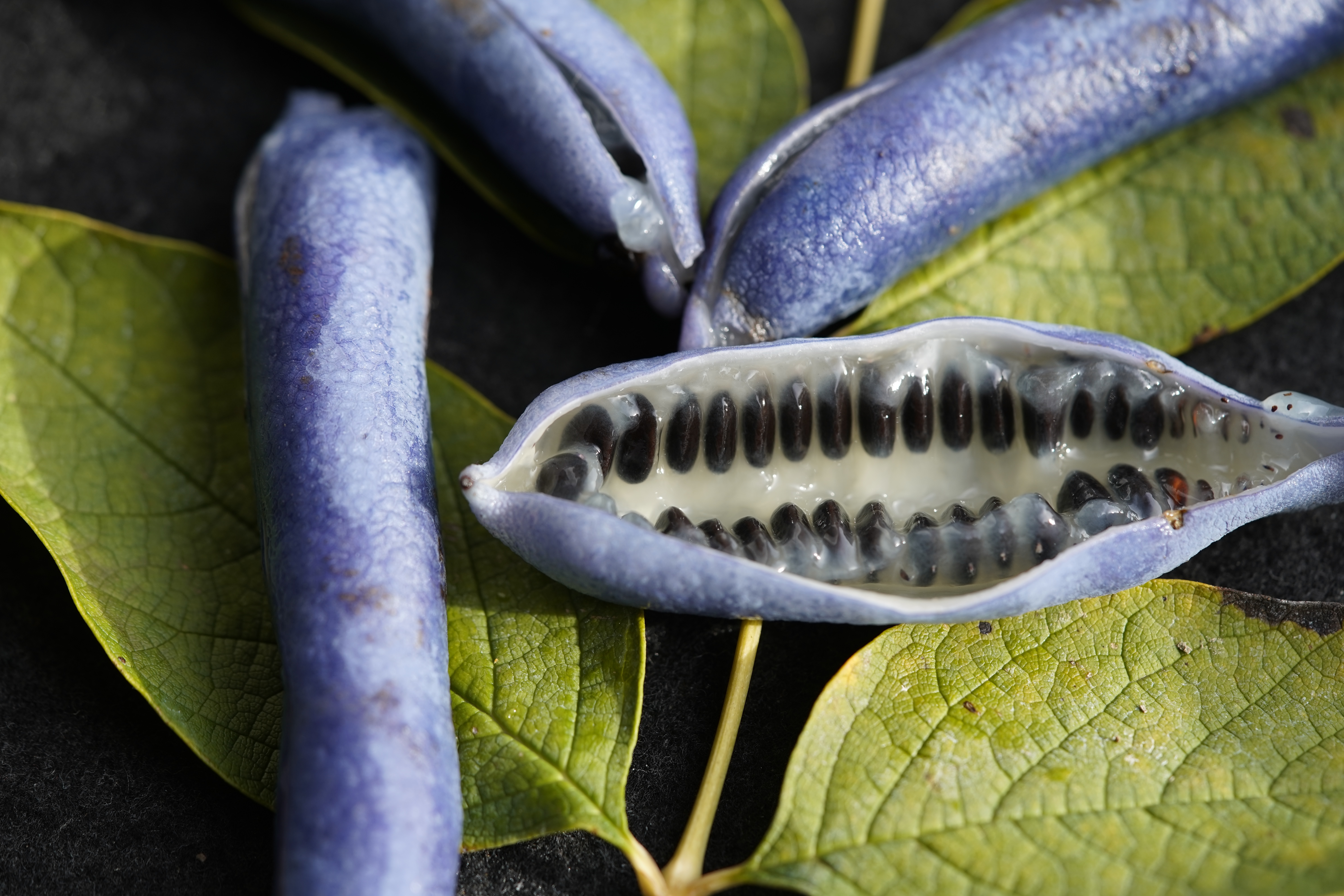 Fruit of Decaisnea fargesii, cut open Fruit of Decaisnea fargesii, cut open