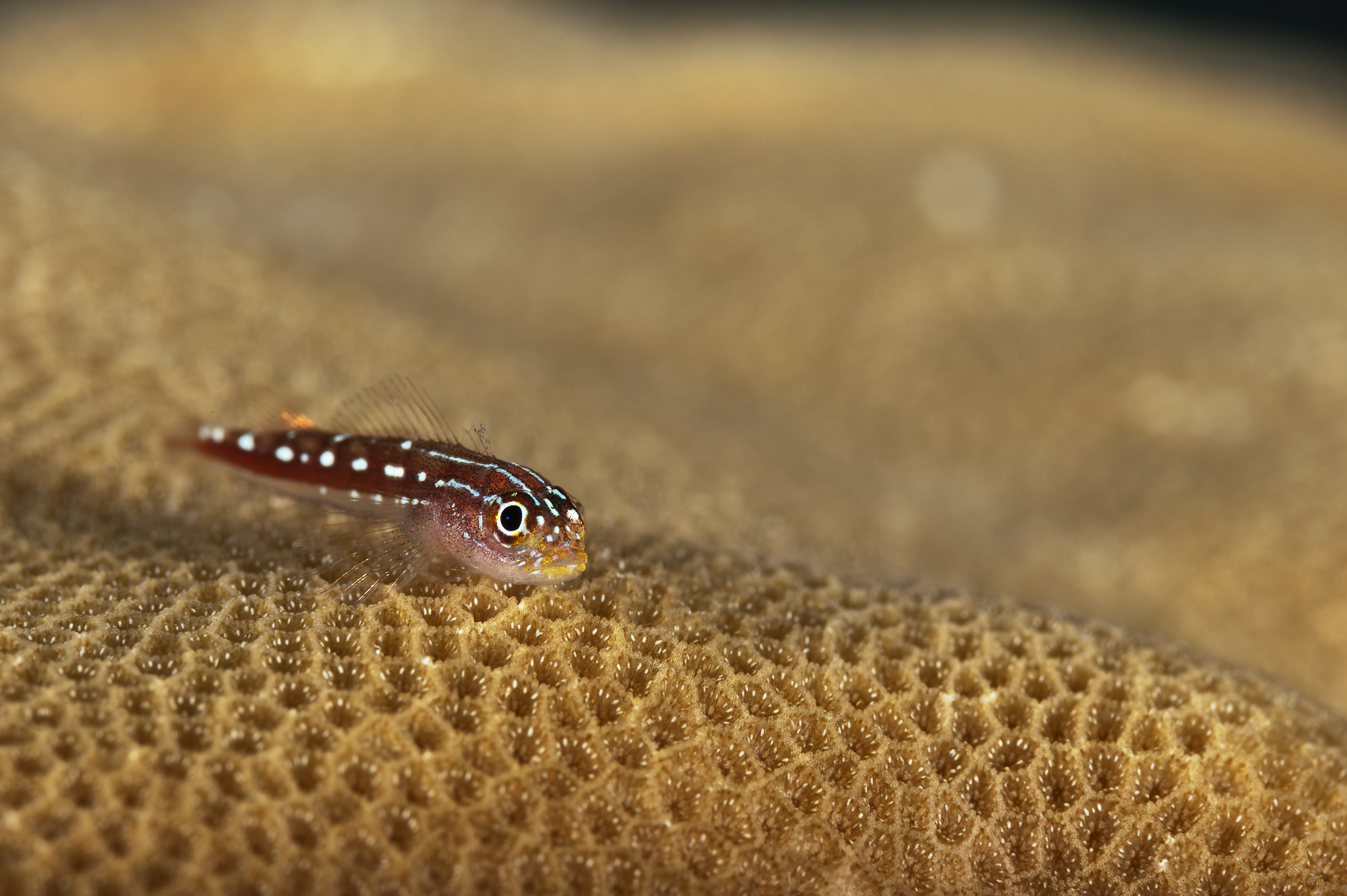 Striped pygmy goby (scientific name: Eviota sebreei) in Maldives, Indian Ocean Striped pygmy goby (scientific name: Eviota sebreei) in Maldives, Indian Ocean
