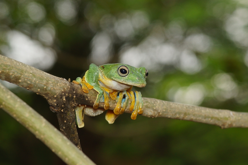 Wallace's flying frog (Rhacophorus nigropalmatus) Wallace's flying frog (Rhacophorus nigropalmatus)
