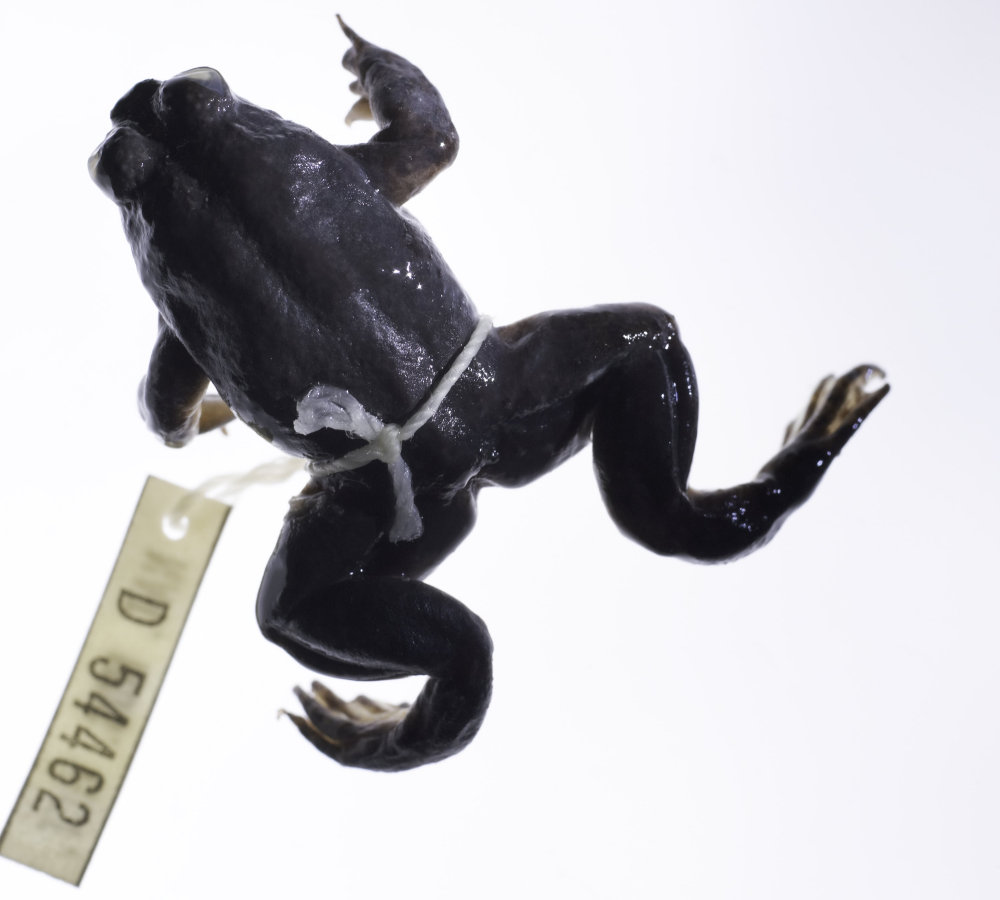 a southern gastric brooding frog specimen with museum label a southern gastric brooding frog specimen with museum label