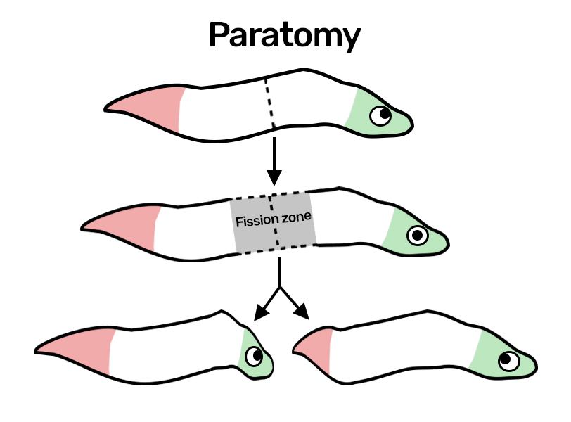 A diagram showing how paratomy works as a form of asexual reproduction. The worm spilts into two.  A diagram showing how paratomy works as a form of asexual reproduction. The worm spilts into two.