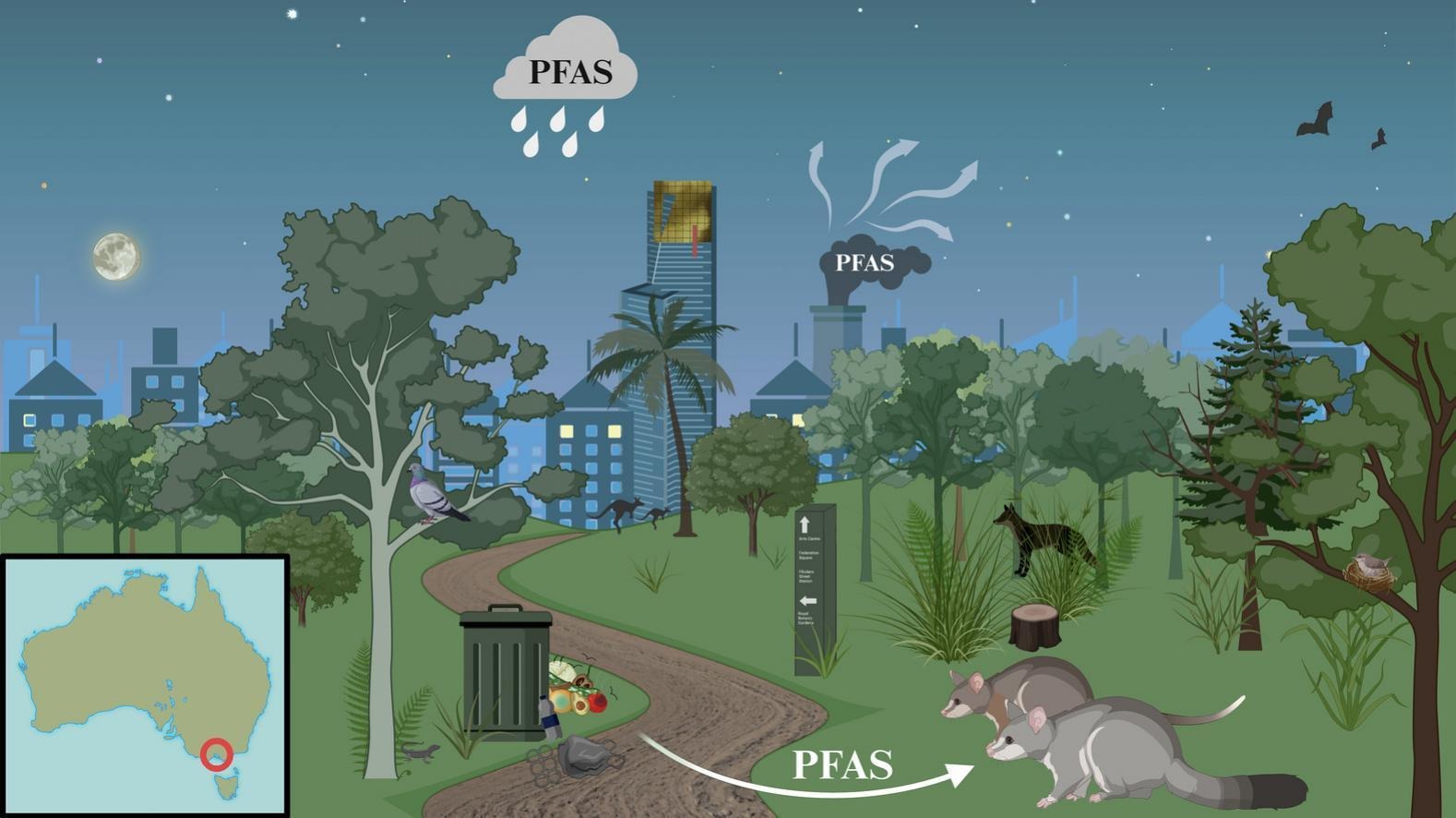 Graphical abstract depicting potential PFAS exposure routes for common brushtail and ringtail possums in an urban ecosystem in Melbourne, Australia.
