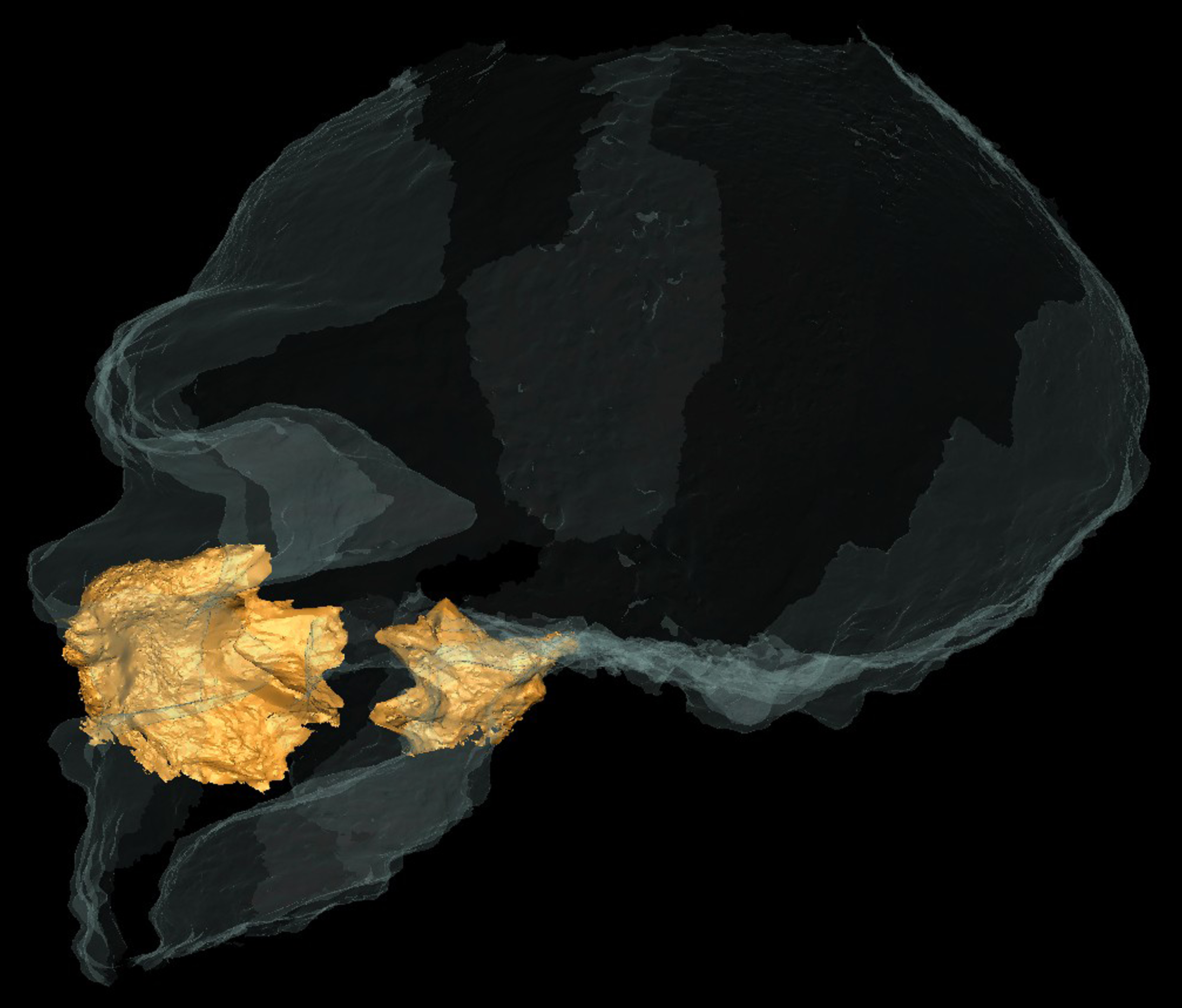Neanderthal nasal cavity