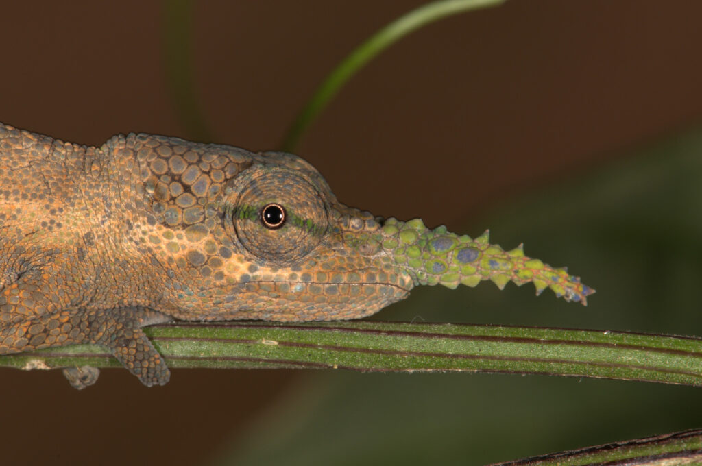 A close up of a chameleon on a stem with a very long green spiky nose appendage. A close up of a chameleon on a stem with a very long green spiky nose appendage.