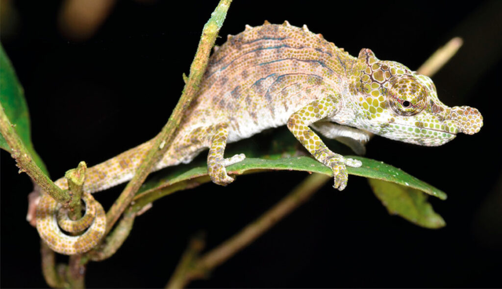 A pale brown and green chameleon with a small nose appendage on a green leaf. A pale brown and green chameleon with a small nose appendage on a green leaf.