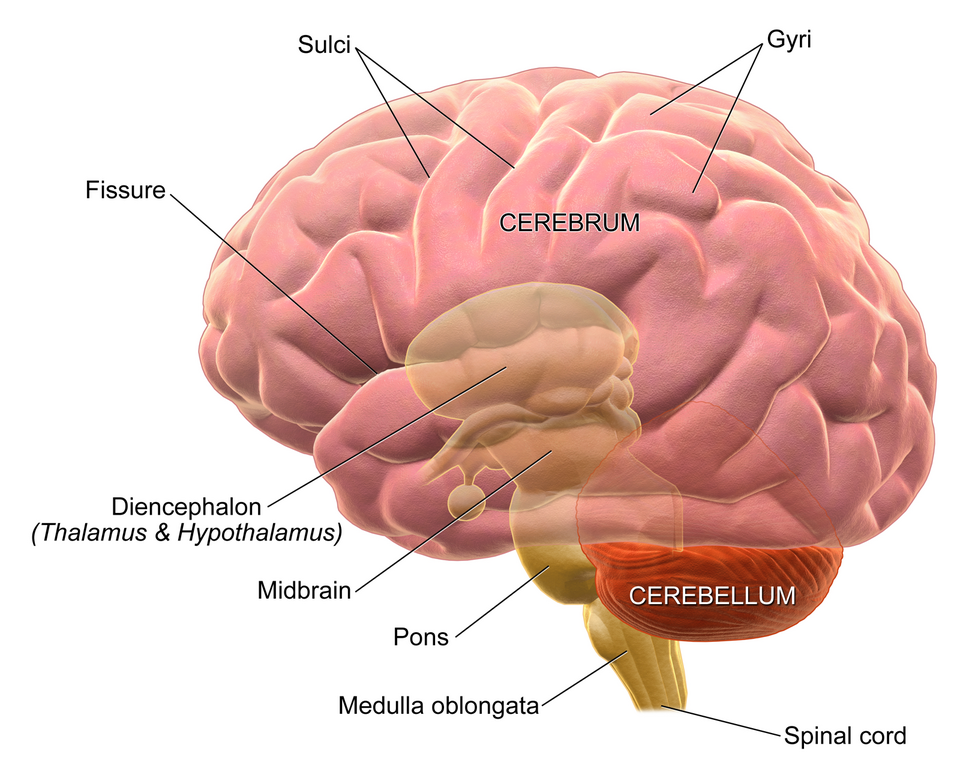 A diagram of the brain, with cerebrum and cerebellum labeled (brain stem is represented by pons, midbrain, and medulla oblongata individually) A diagram of the brain, with cerebrum and cerebellum labeled (brain stem is represented by pons, midbrain, and medulla oblongata individually)