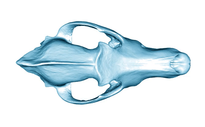 GIF showing changes in skull between dog and wolf. GIF showing changes in skull between dog and wolf.
