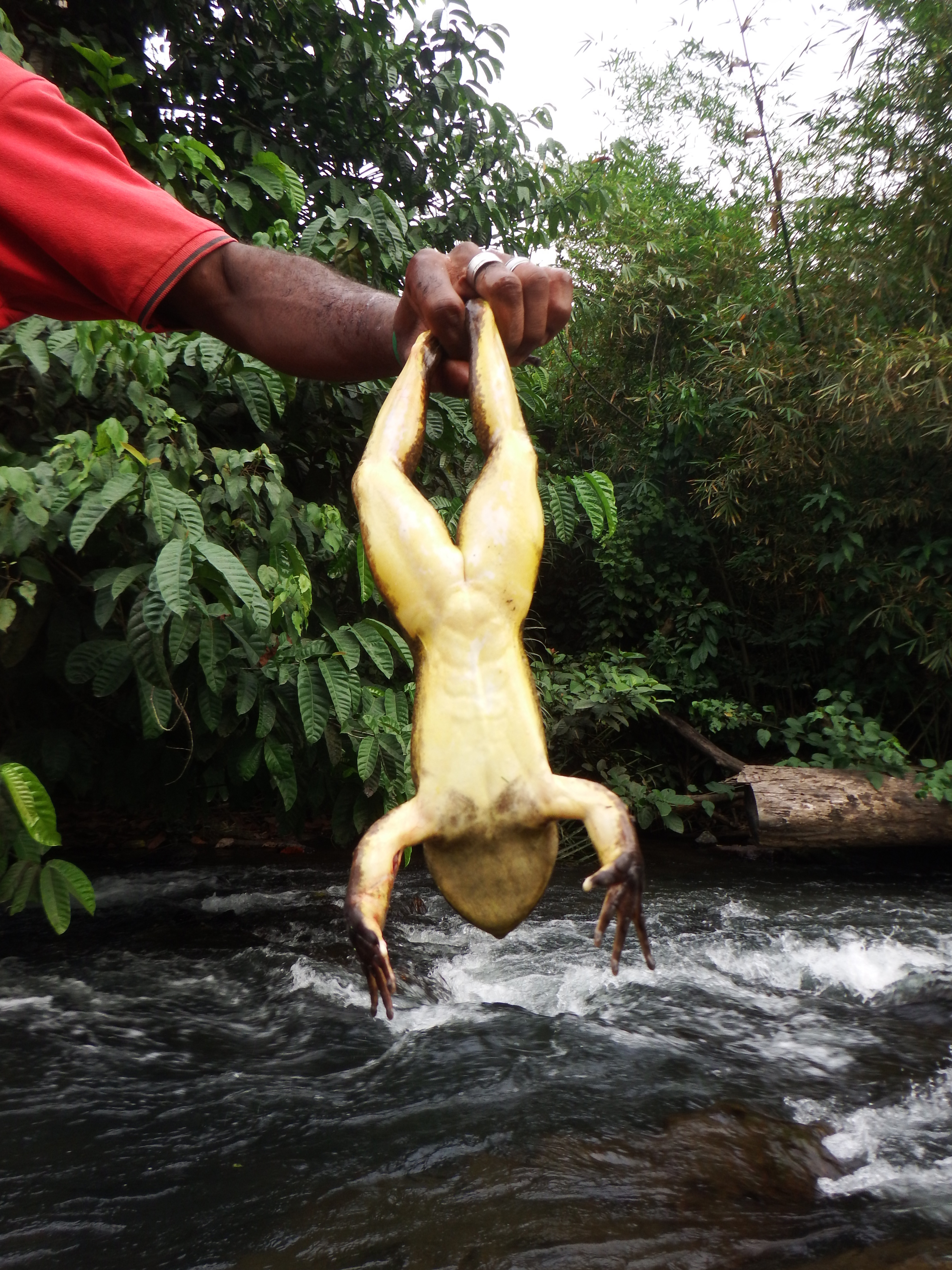 adult goliath frog being held upside down, showing its underside adult goliath frog being held upside down, showing its underside
