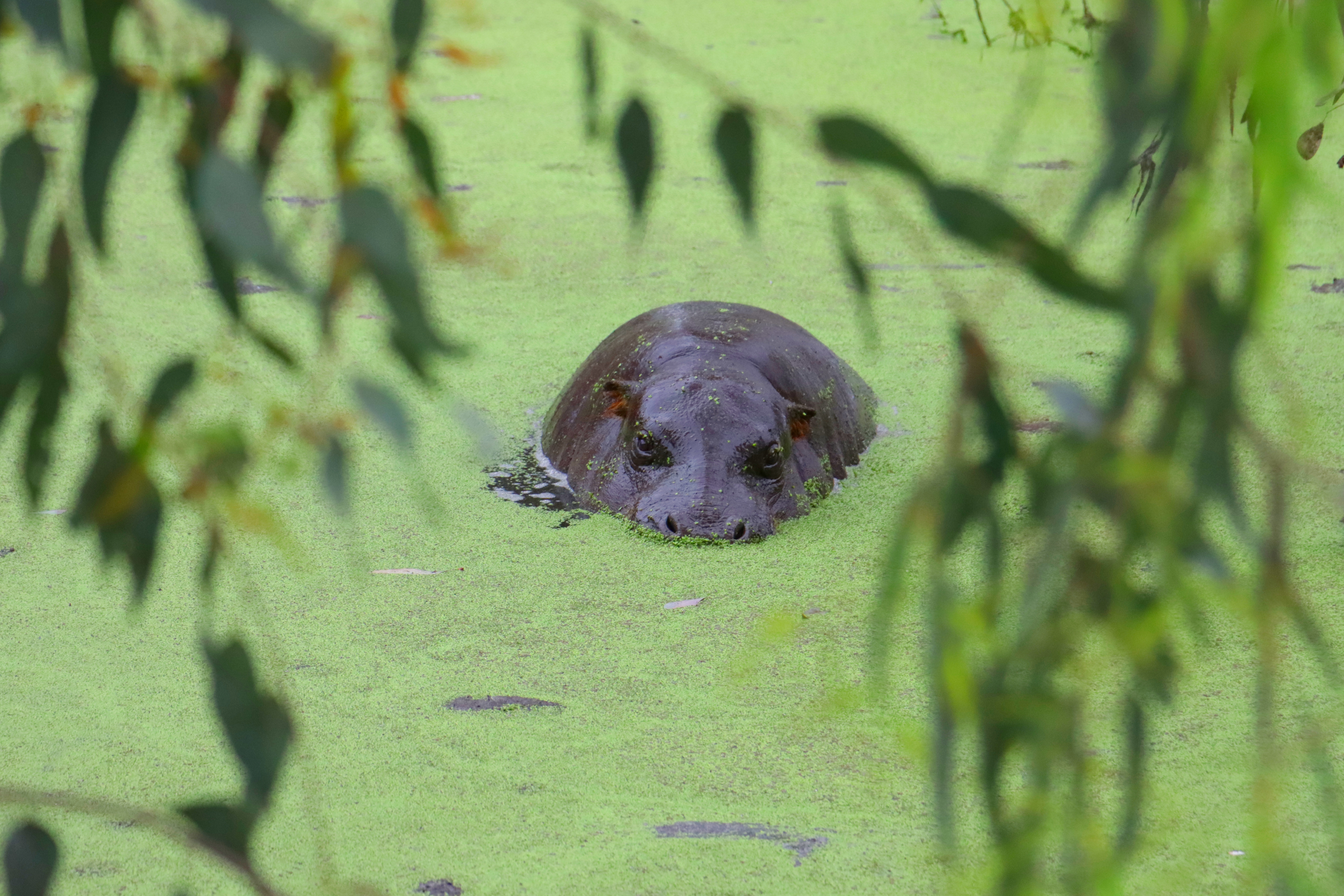 Pygmy hippo in a pond