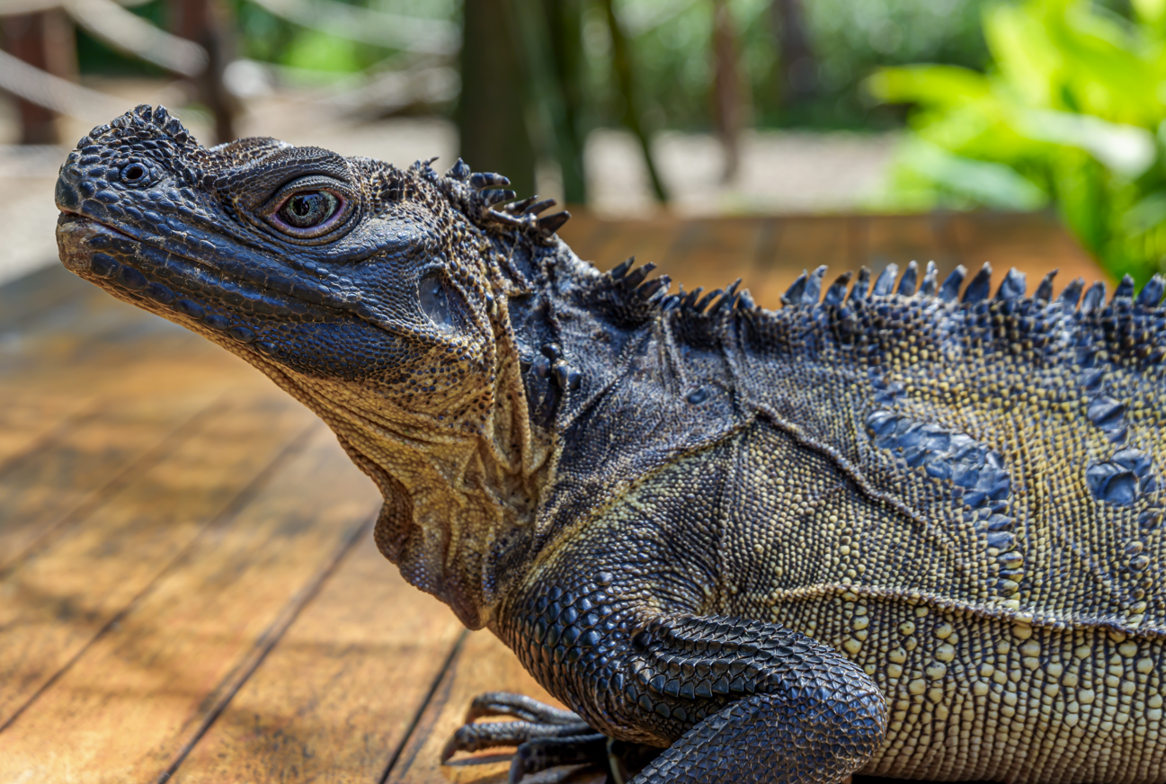 Philippine Sailfin Lizard showing off its blue pigmentation Philippine Sailfin Lizard showing off its blue pigmentation