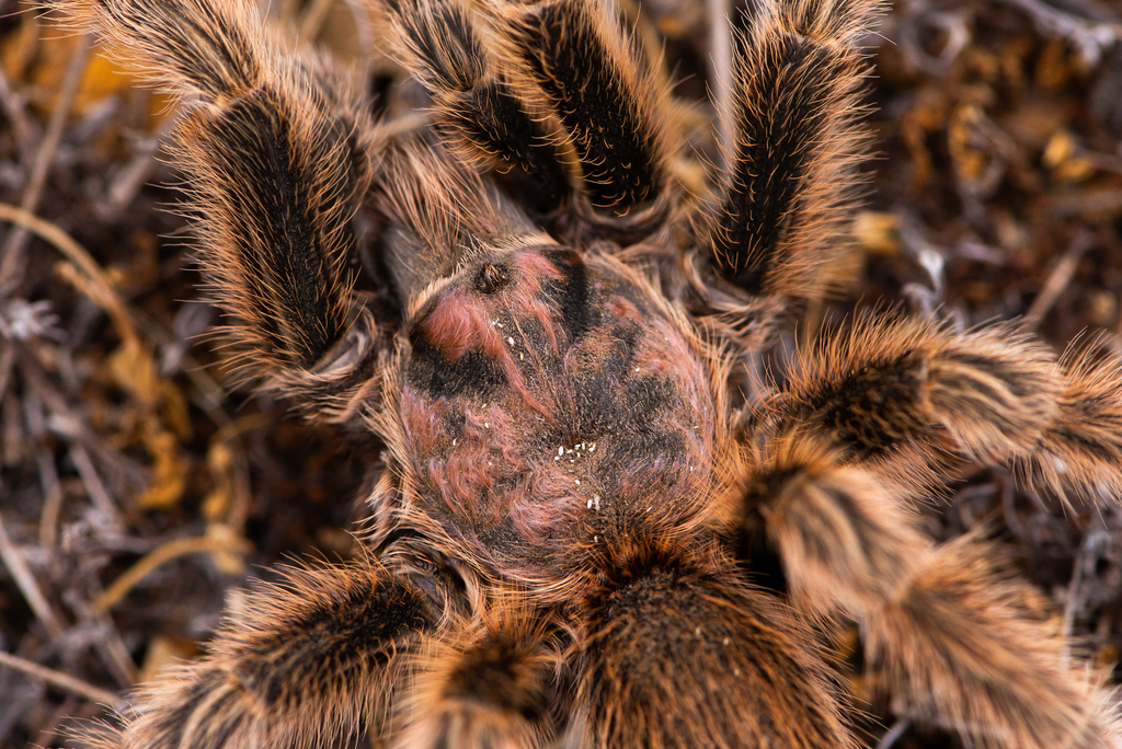 Close up of the pink hairs on the top of the tarantula. Close up of the pink hairs on the top of the tarantula.