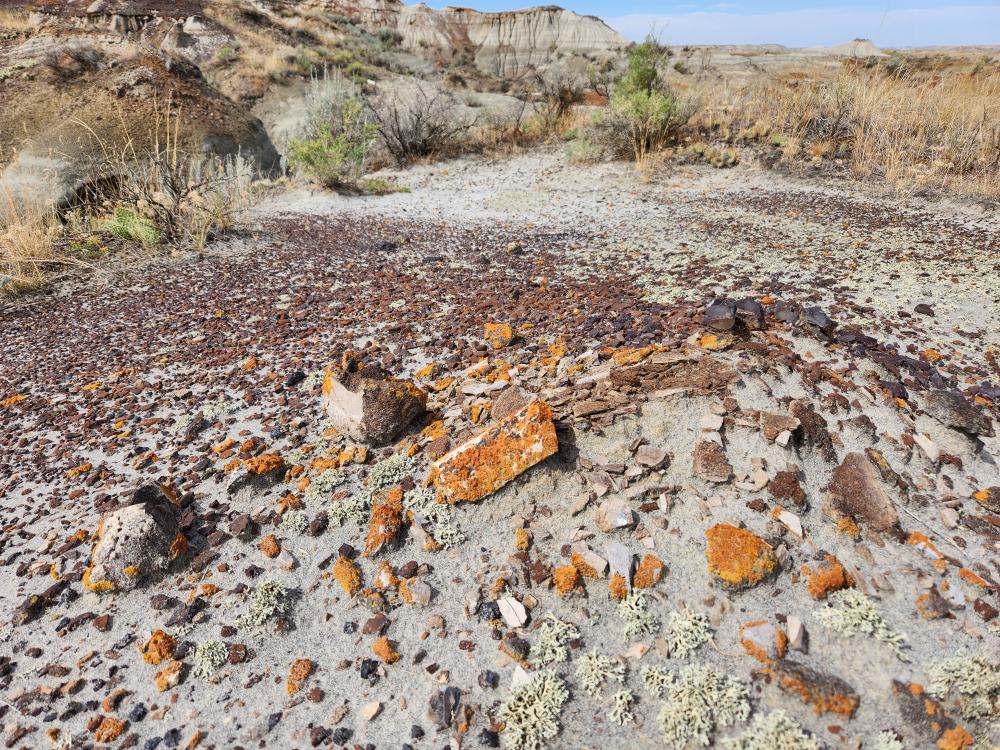orange lichen grows on exposed dinosaur fossils but not on the other rocks