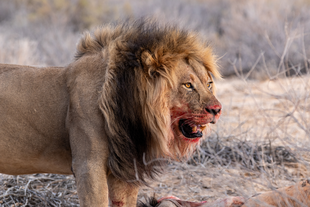 a male lion with a big mane looks out, his mouth is covered in blood a male lion with a big mane looks out, his mouth is covered in blood
