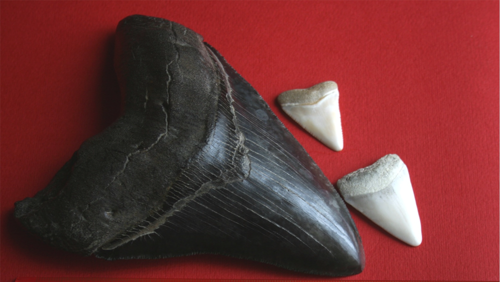 A Megalodon tooth VS those of great white sharks. Megalodon's is much much bigger