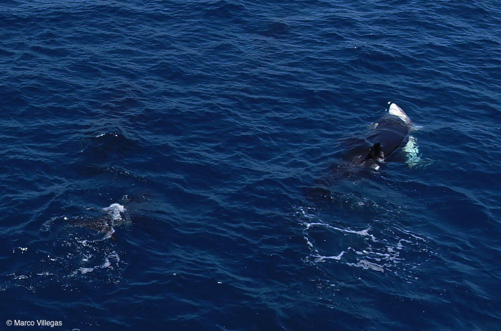 An orca strikes a shark in the belly An orca strikes a shark in the belly