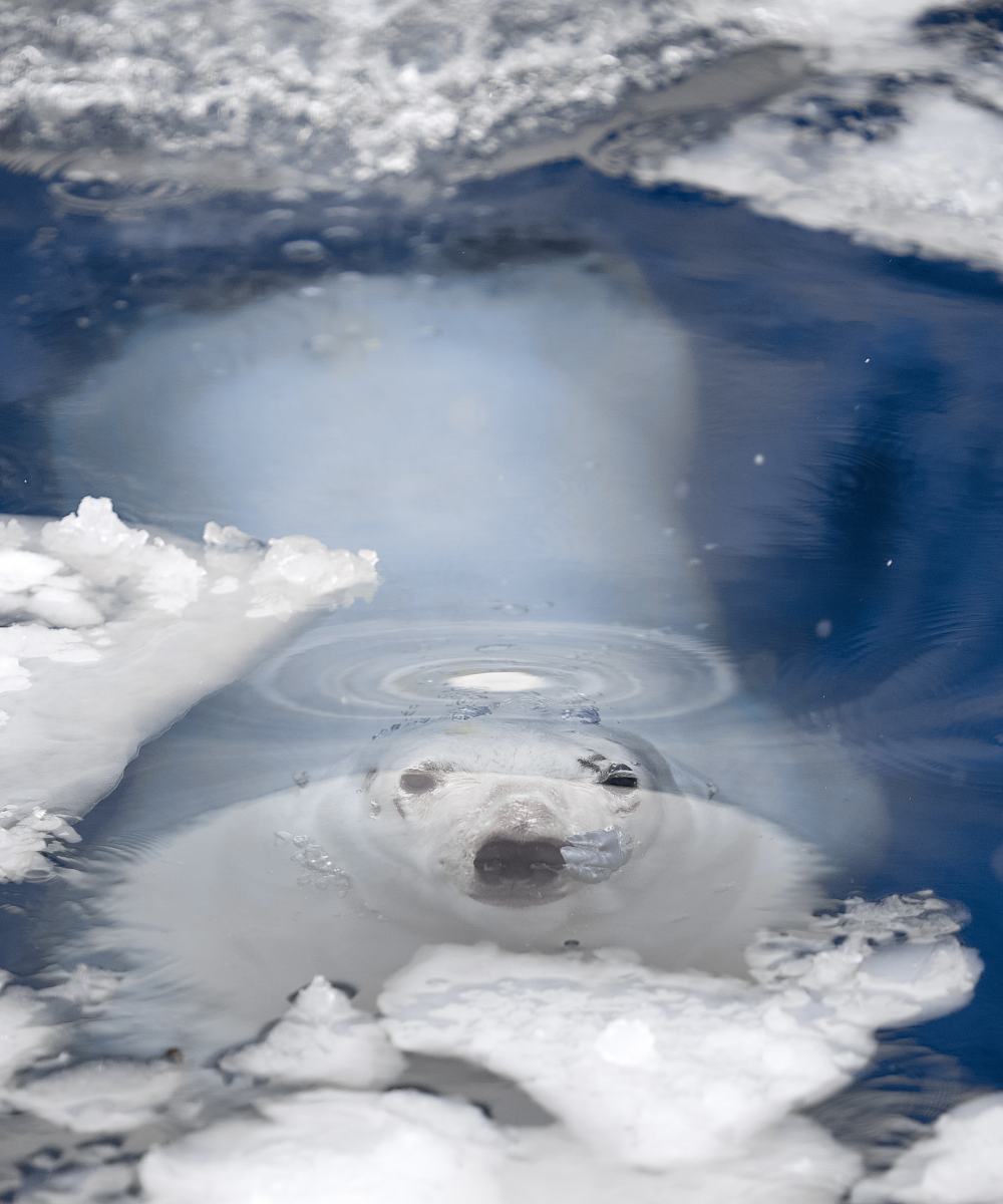 A polar bear lurks by an air hole waiting for a seal. A polar bear lurks by an air hole waiting for a seal.