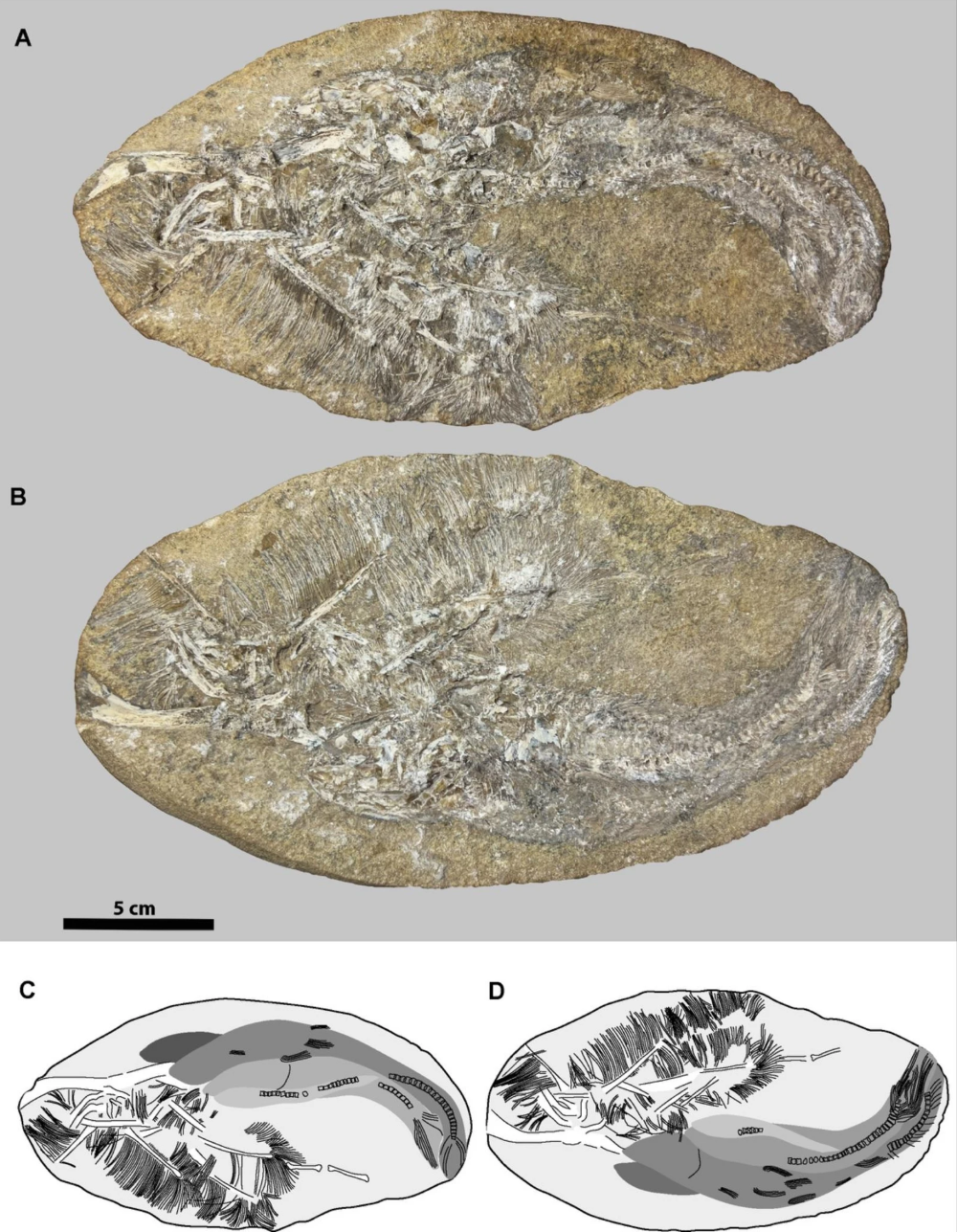Overview of the concretion containing the remains of Bakiribu waridza gen. et sp. nov. (holotype and paratype) and four associated fishes. A, Part (MCC 1271.1-V). B, Counterpart (MPSC 7312). C and D, Schematic drawings of MCC 1271.1-V and MPSC 7312, respectively. Scale bar equals 50 mm.