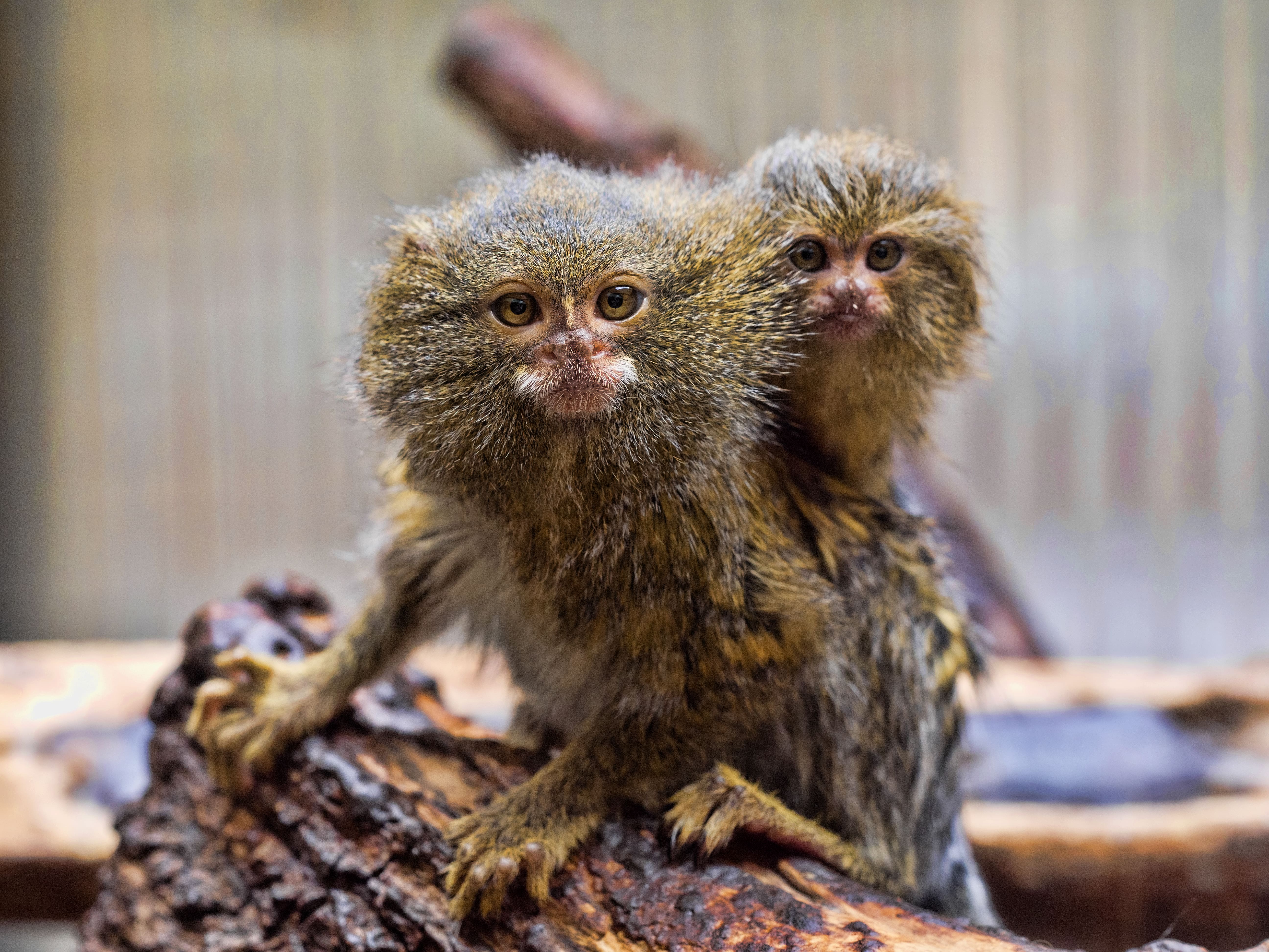 An adult marmoset with a baby riding on its back looking at the camera.