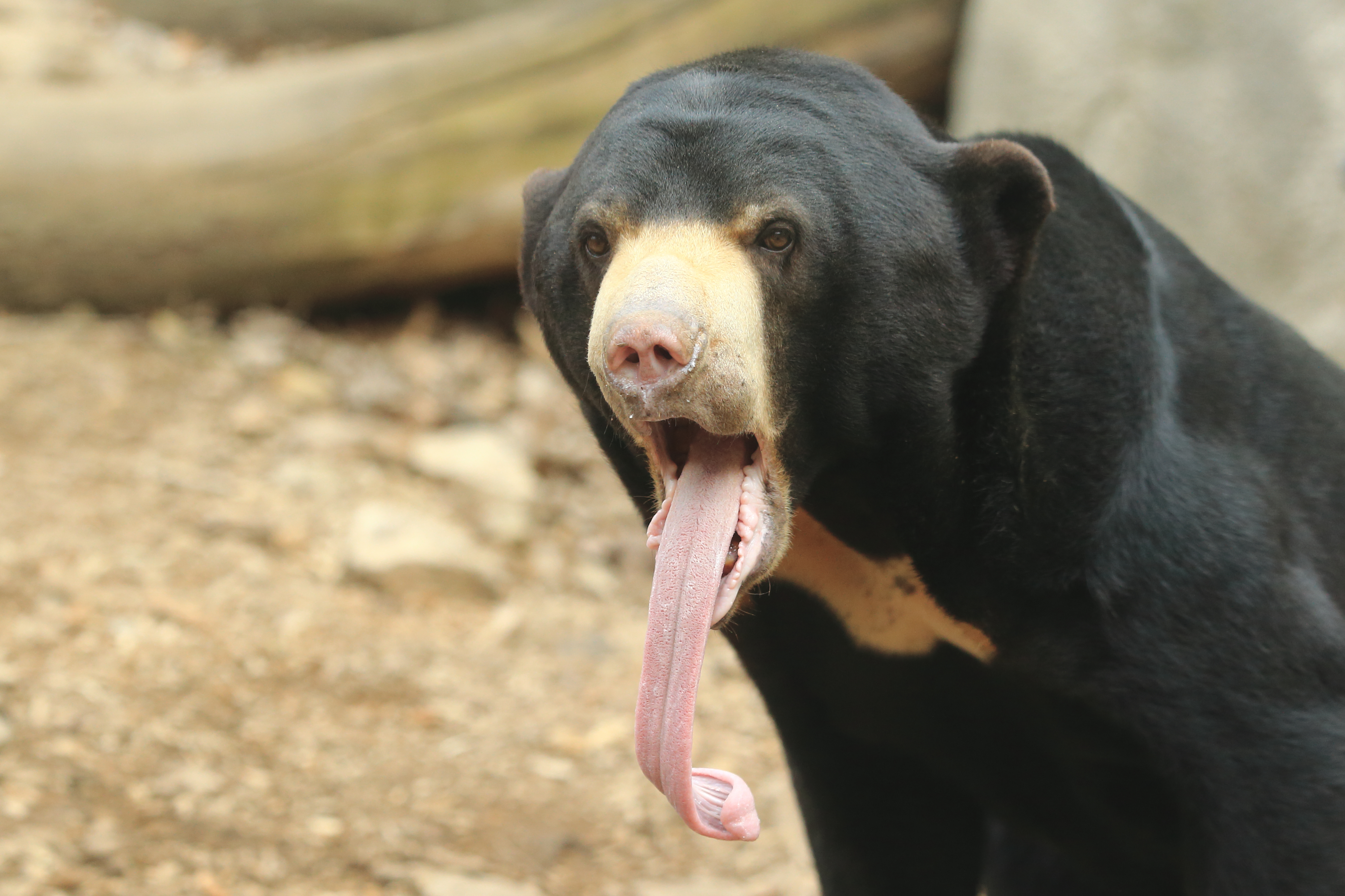 Sun bear with tongue sticking out