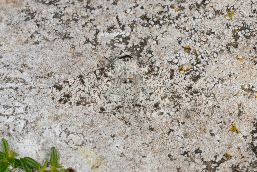 Peppered moth's incredible camouflage.