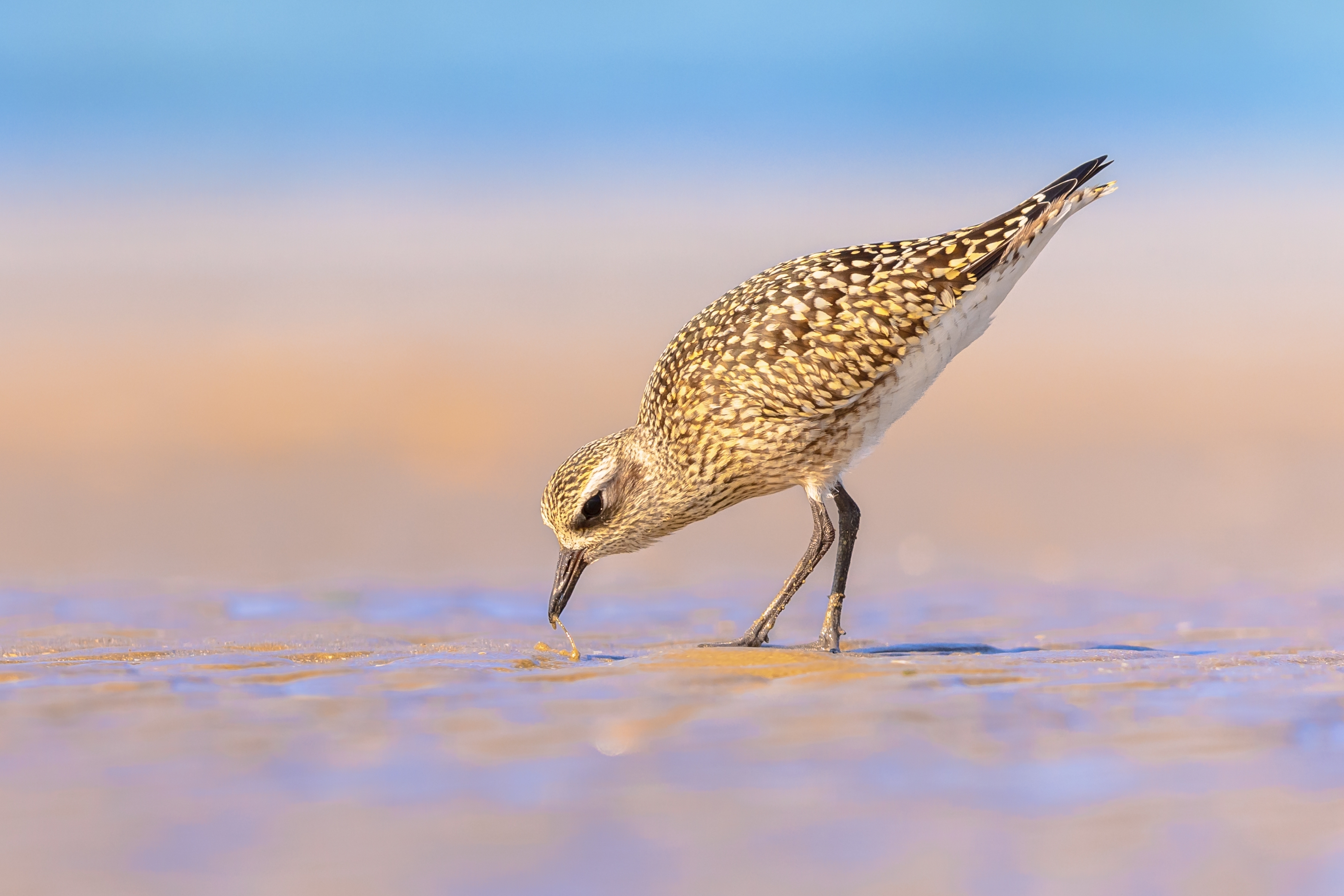 Plover pulling a worm out of the sand with its beak