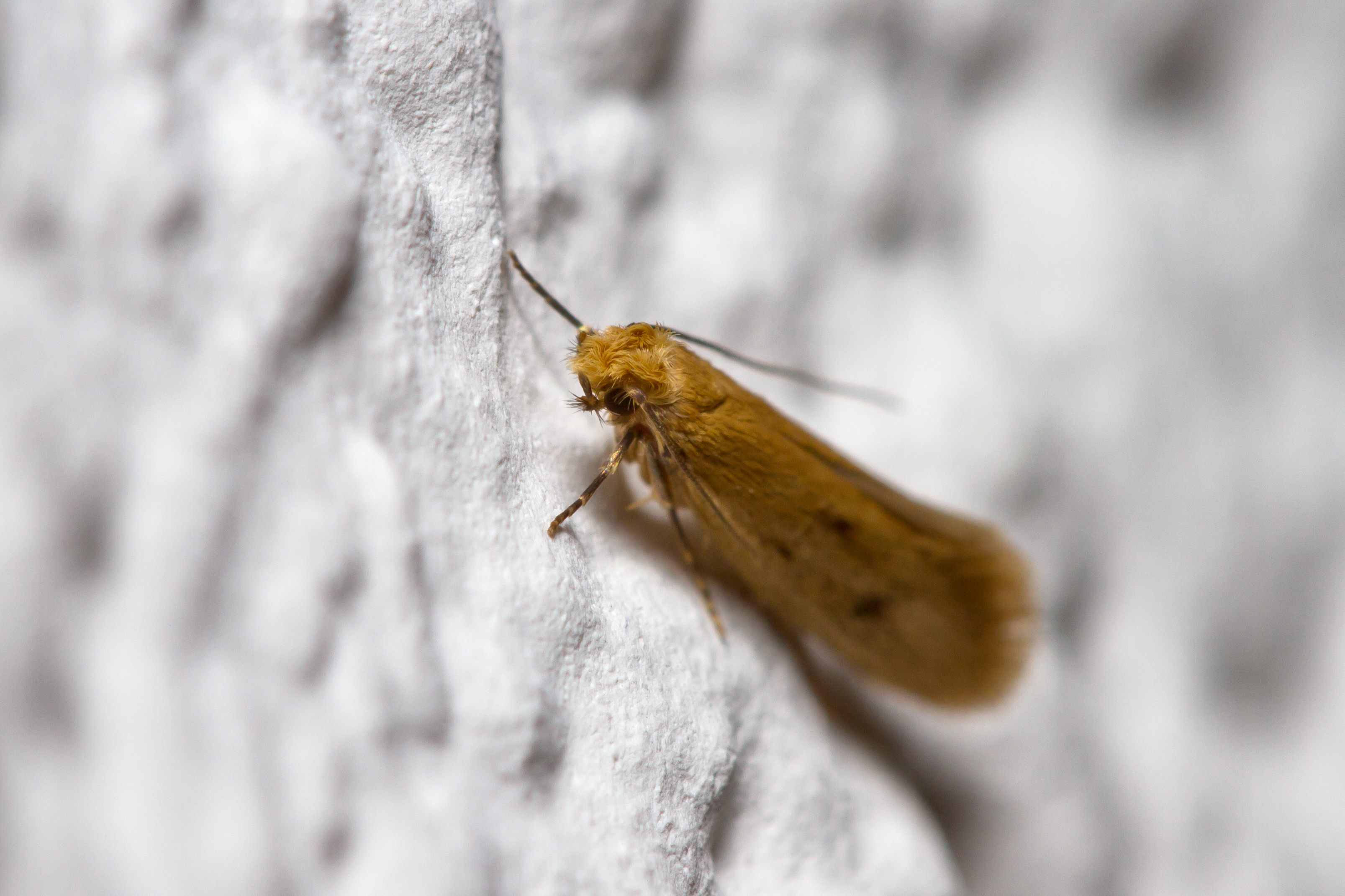 yellow moth on white wall