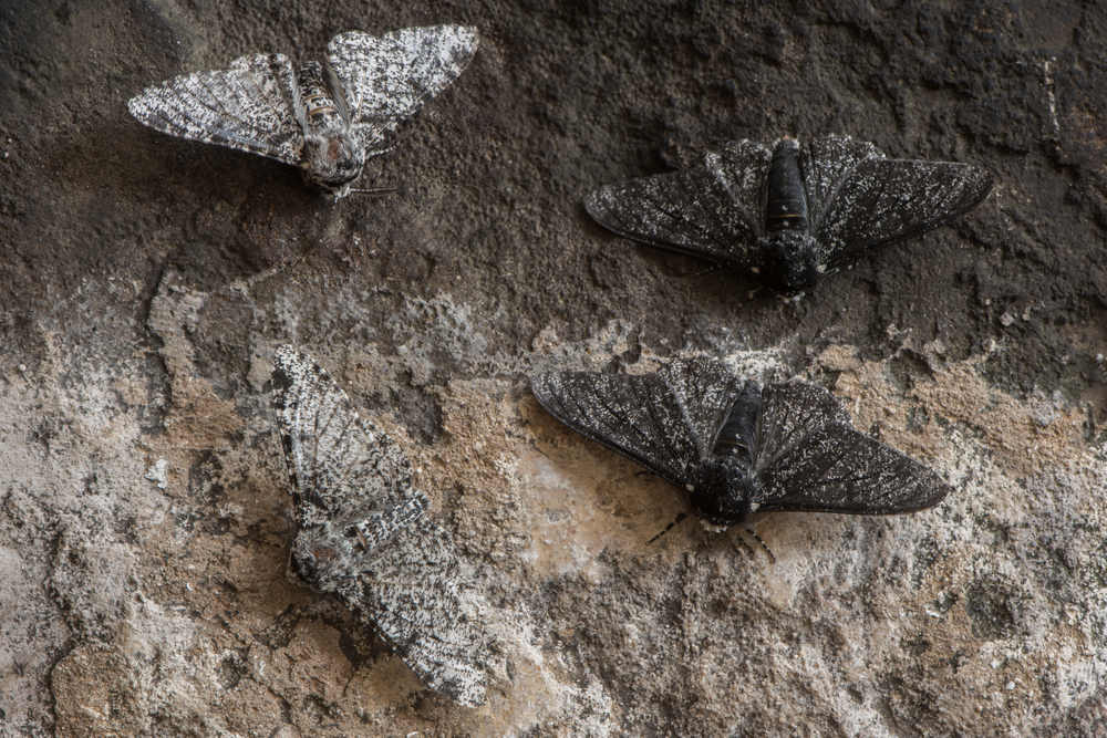 Peppered moth (Biston betularia) in its melanistic and light form. 