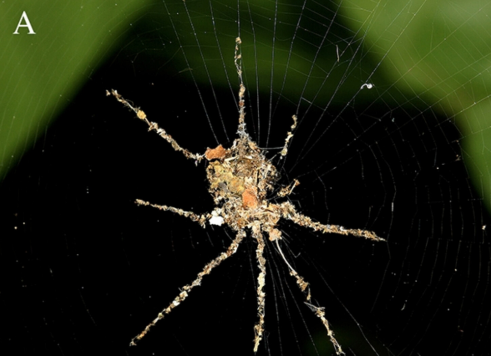 a spider decoy made out of silk and detritus, it looks like a spider with the correct number of legs