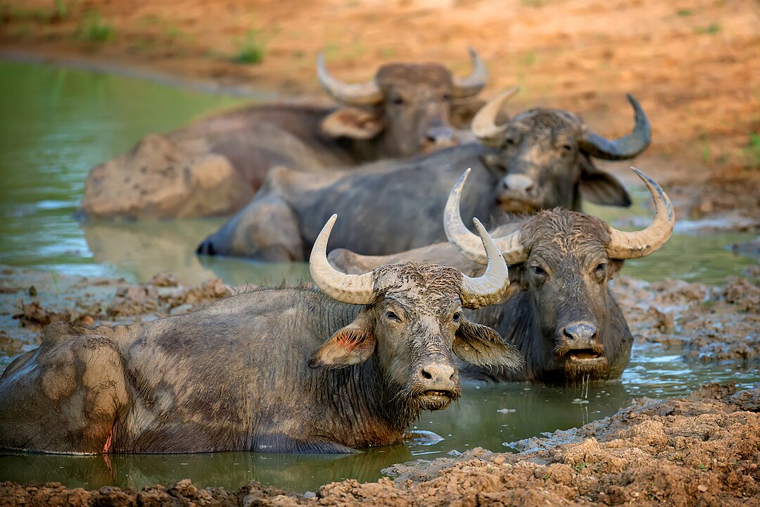 Water buffaloes wallowing in mud in Sri Lanka 