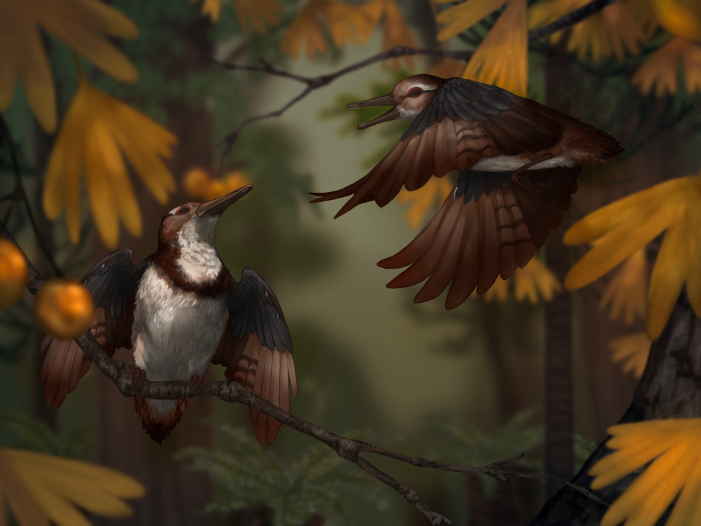 Chromeornis funkyi lifelike recreation, it's a brown bird with a white chest