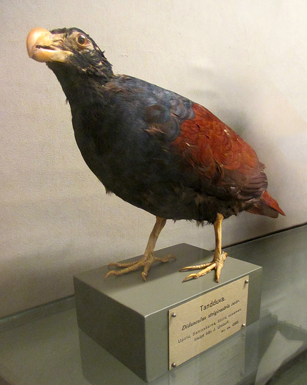 museum specimen of a manumea, a large pigeon with black and red feathers and a yellow beak
