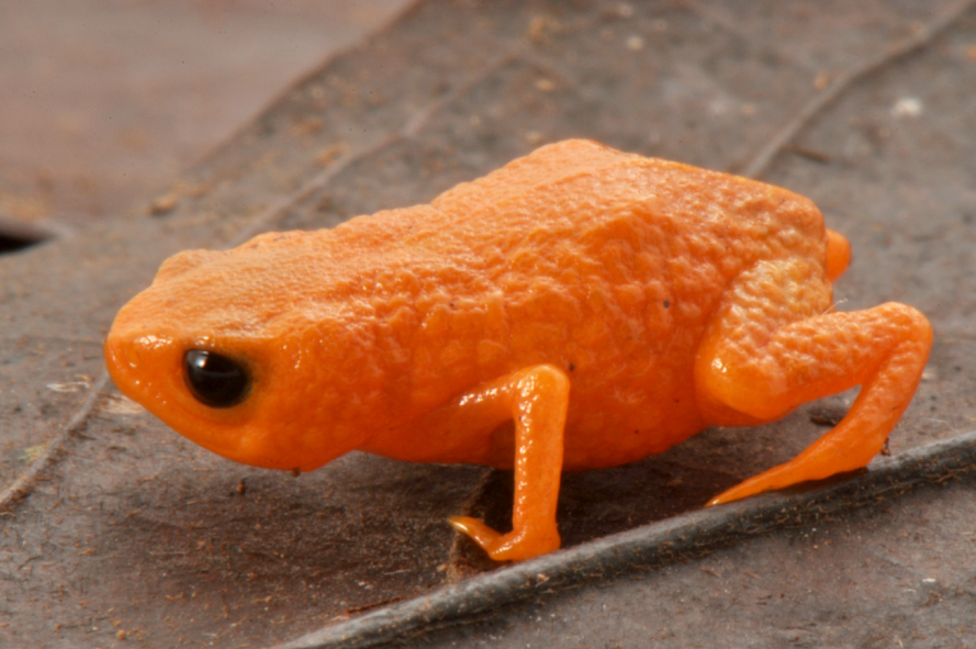 Bright orange tiny toadlet on a brown leaf with black eyes. Bright orange tiny toadlet on a brown leaf with black eyes.