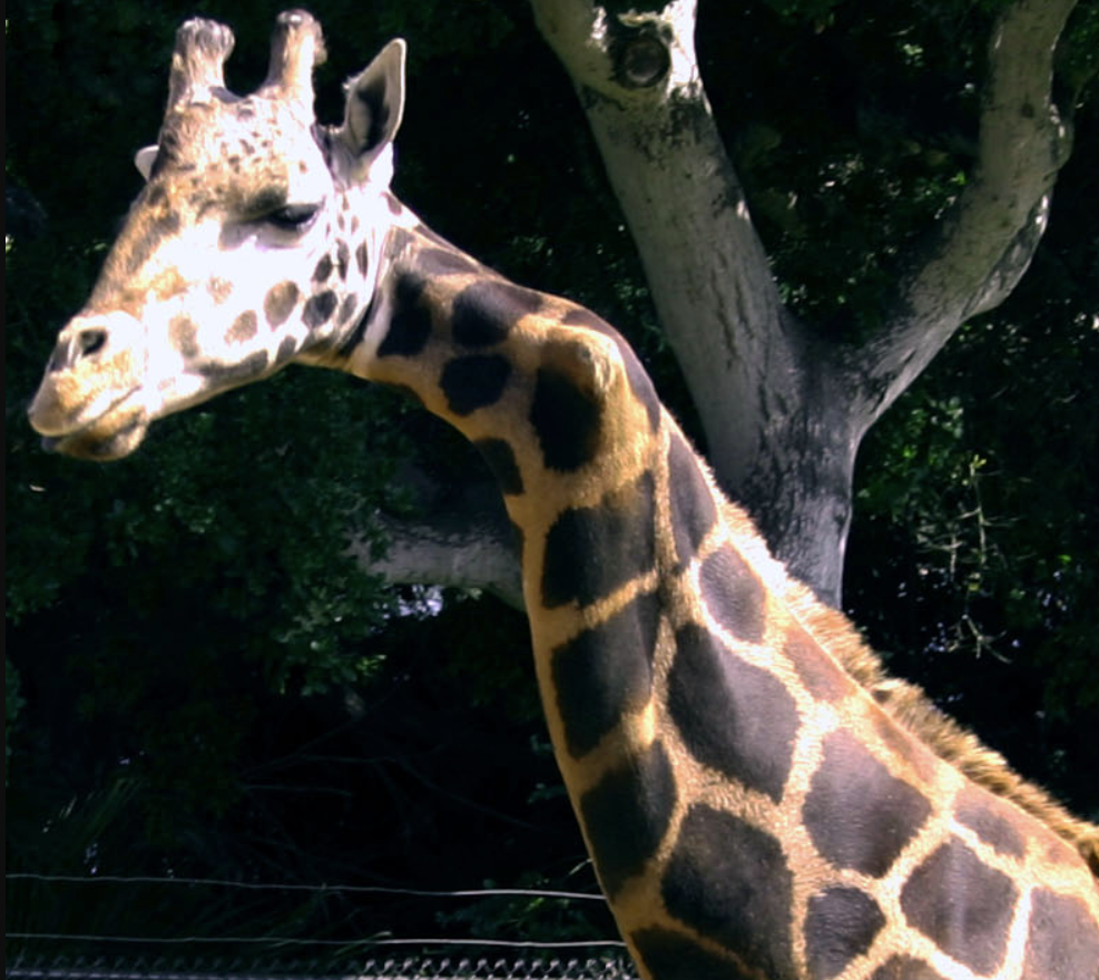 Gemina the Baringo giraffe at the Santa Barbara Zoo seen from another angle.