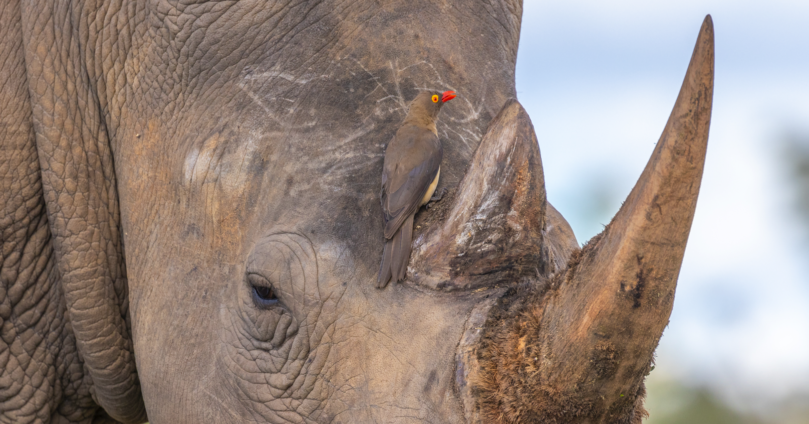 Close-up of a Red-billed oxpecker on a rhino