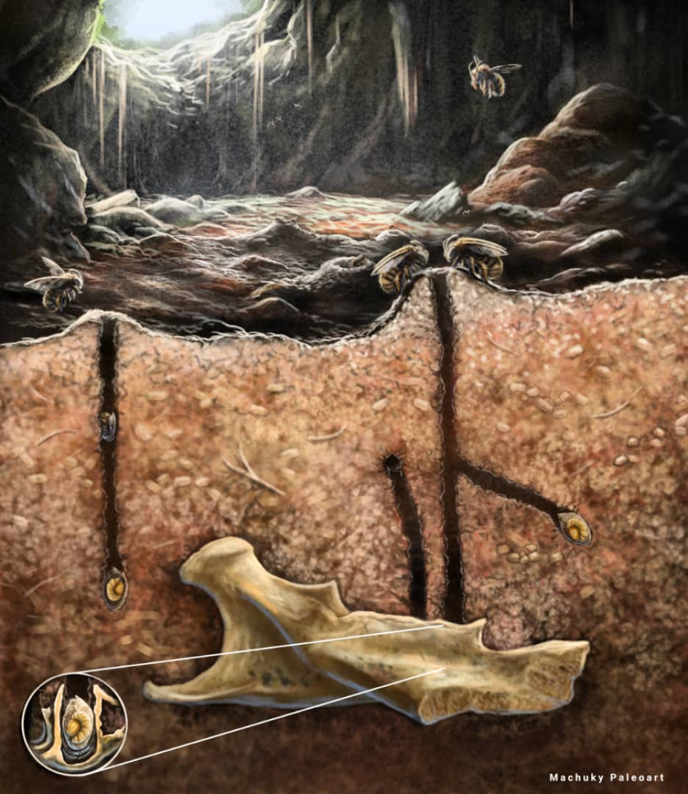 illustration of bees burrowing into the soil and laying eggs in fossil cavities illustration of bees burrowing into the soil and laying eggs in fossil cavities