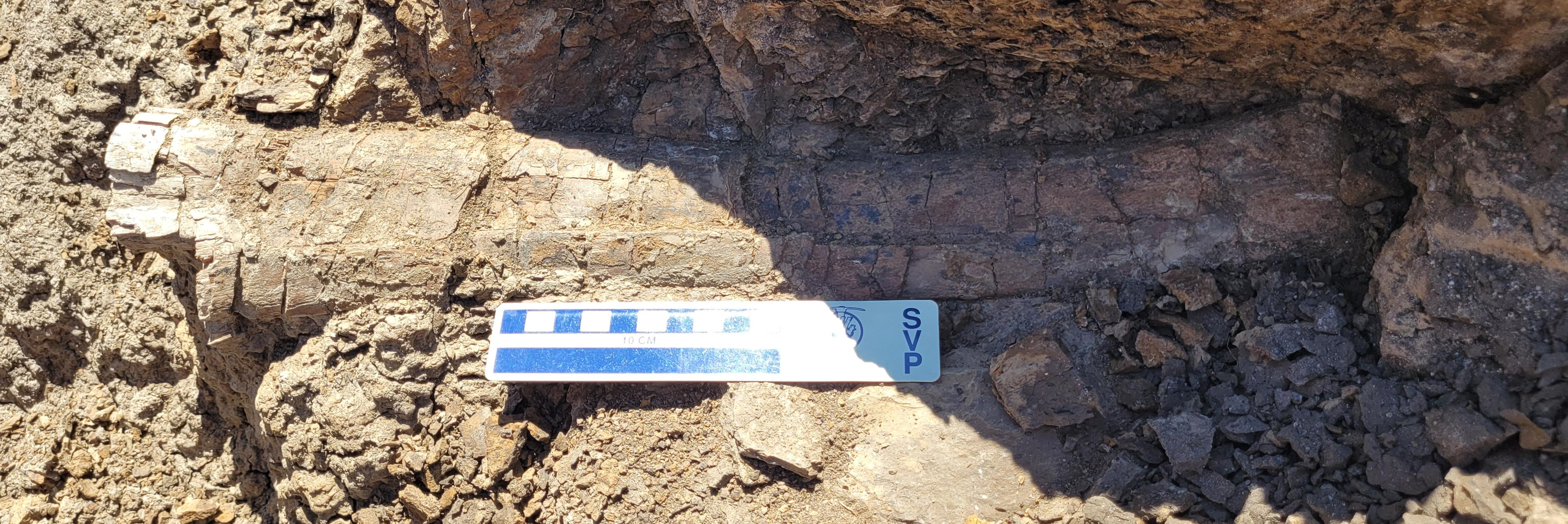 An Edmontosaurus rib from Hell Creek shows they were around to be eaten. An Edmontosaurus rib from Hell Creek shows they were around to be eaten.