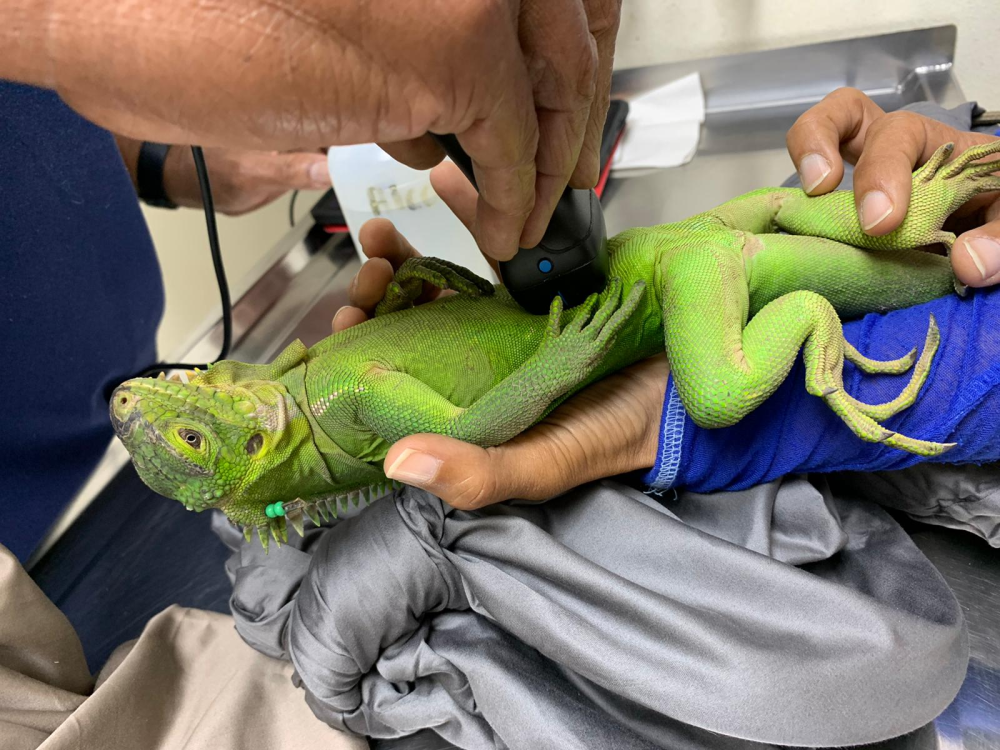 lesser antillean iguana getting a health check, there is a scanner on its belly lesser antillean iguana getting a health check, there is a scanner on its belly