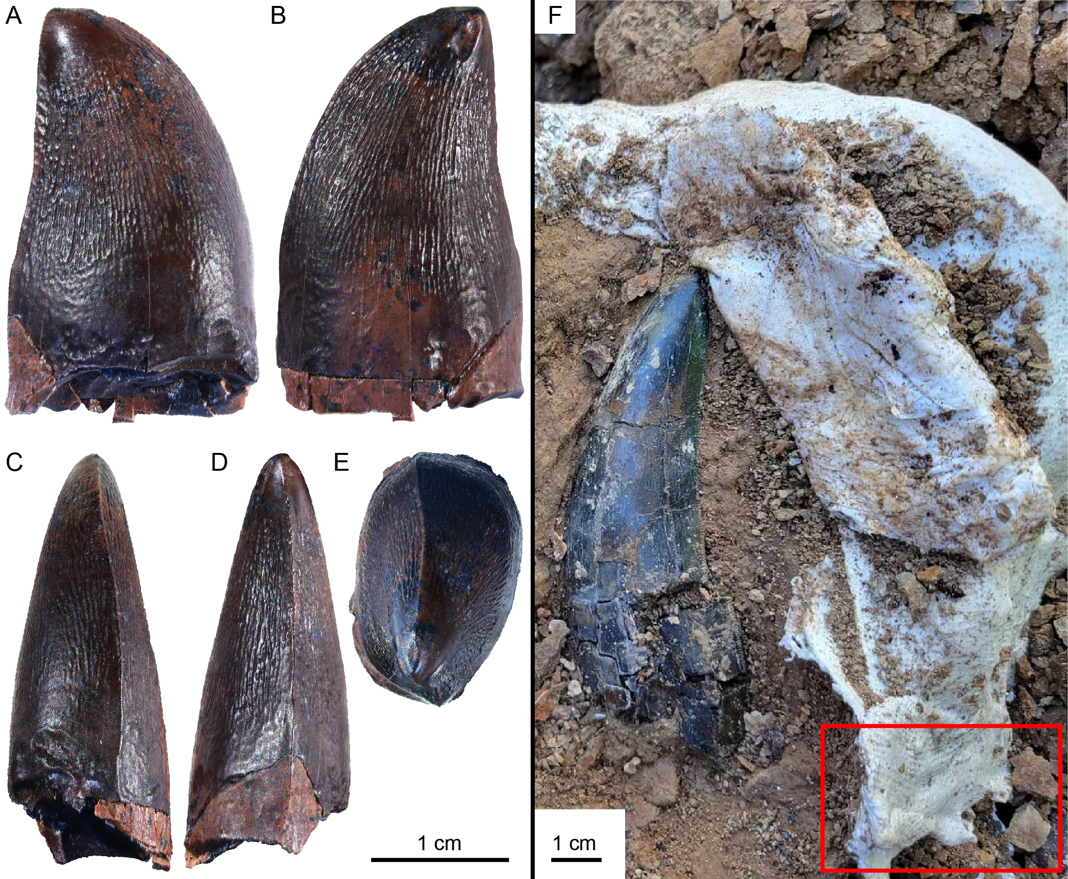 The mosasaur tooth from different angles (left) and where it was found, next to a T-rex tooth and protective bag (right) The mosasaur tooth from different angles (left) and where it was found, next to a T-rex tooth and protective bag (right)