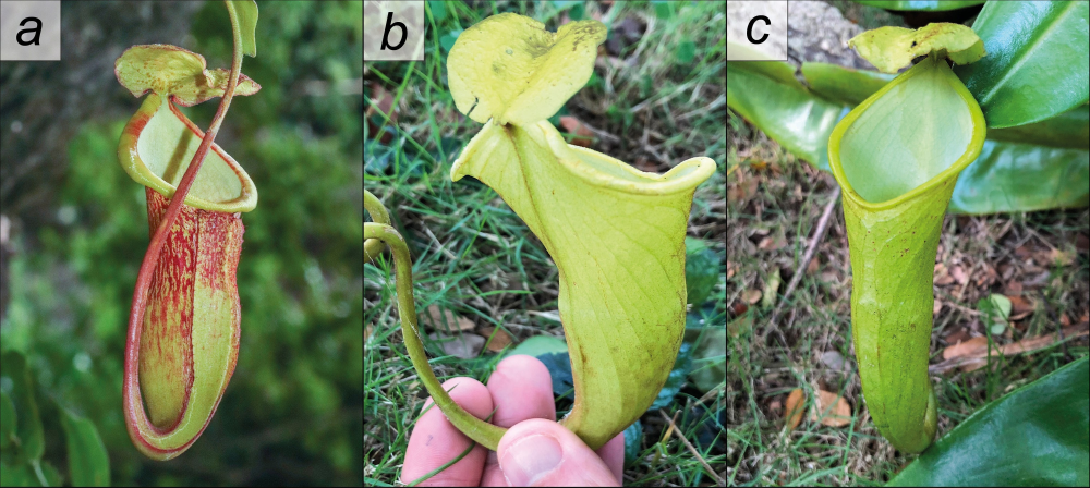 nepenthes megastoma has a bell-shaped pitcher with a little lid for catching insects