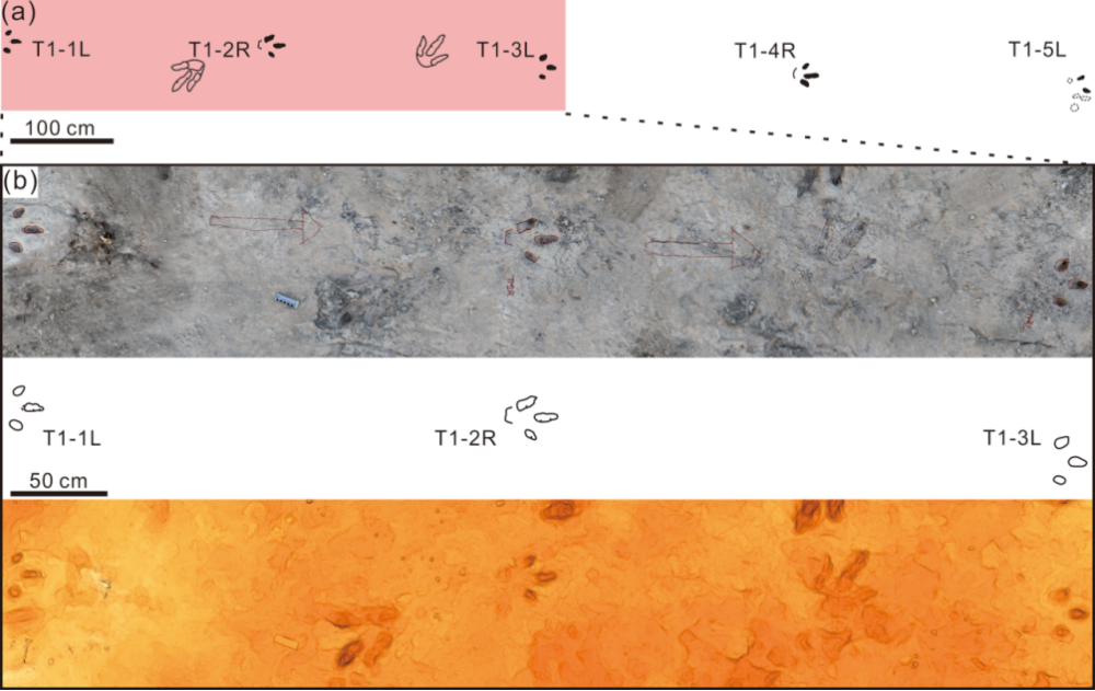 Distribution map showing the trackway T1 and nearby footprints, (b) Photograph, line drawings, and false-colored depth maps of the first three footprints of T1 (with colors ranging from yellow to brown indicating increasing footprint depth).