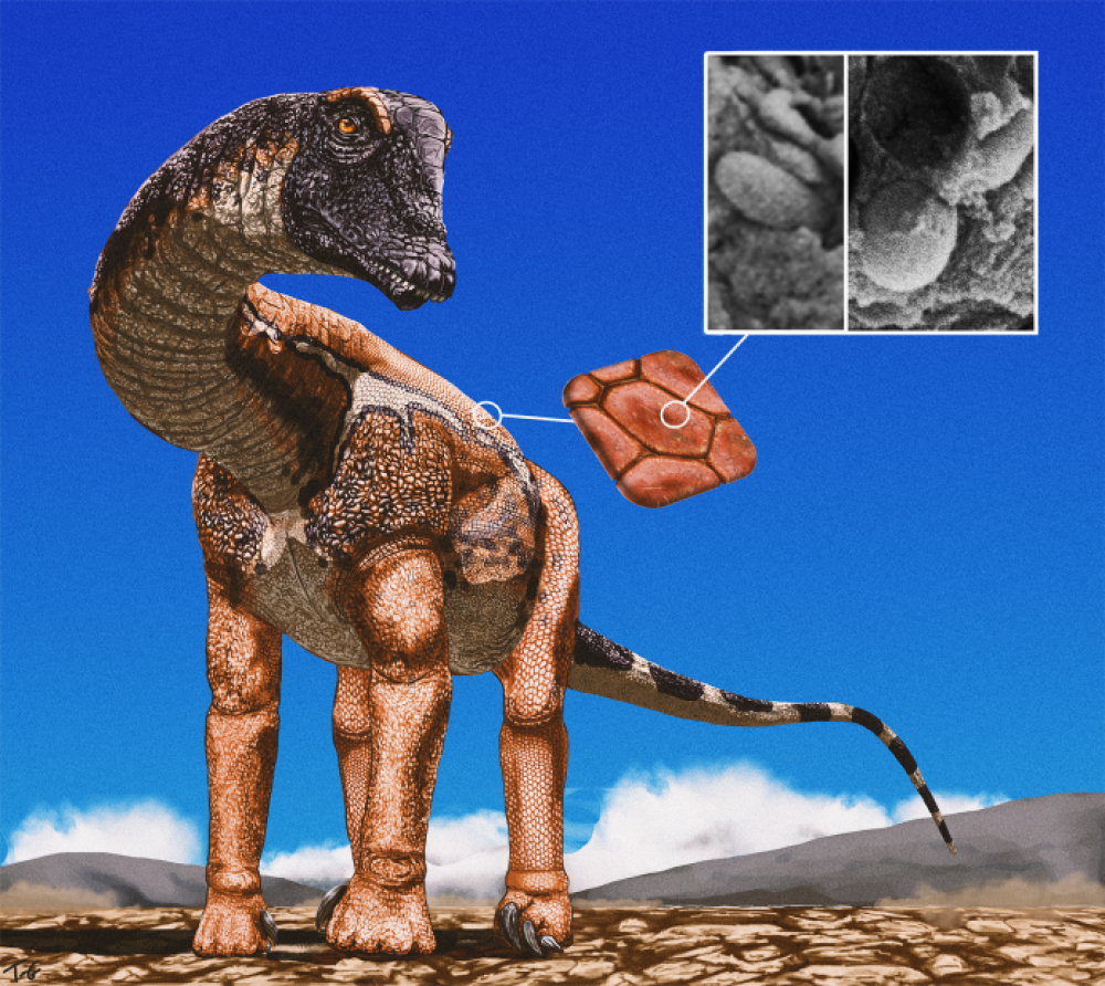 sauropod melanosomes sauropod melanosomes