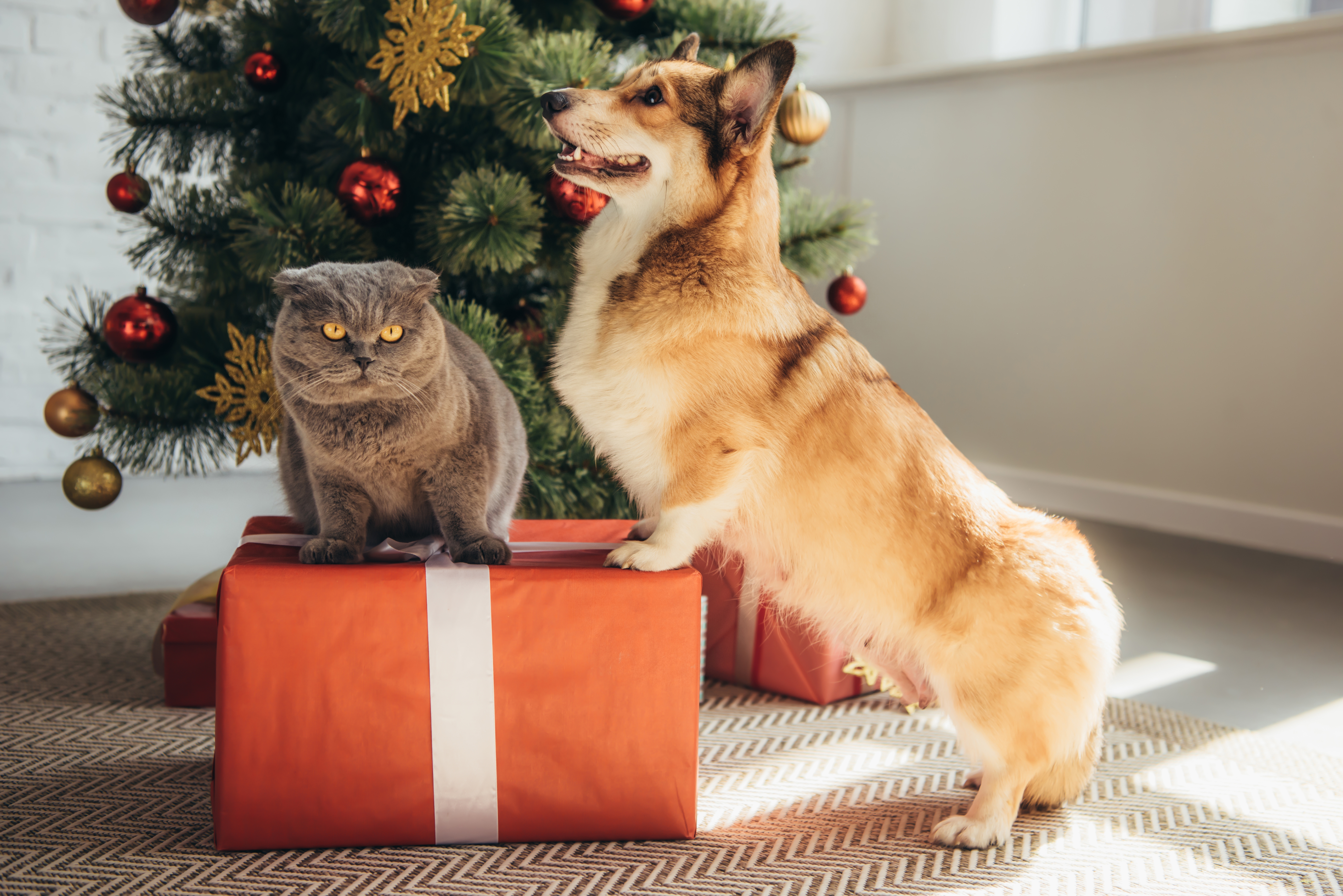 Corgi and unimpressed cat photographed on a red christmas parcel with a tree in the background