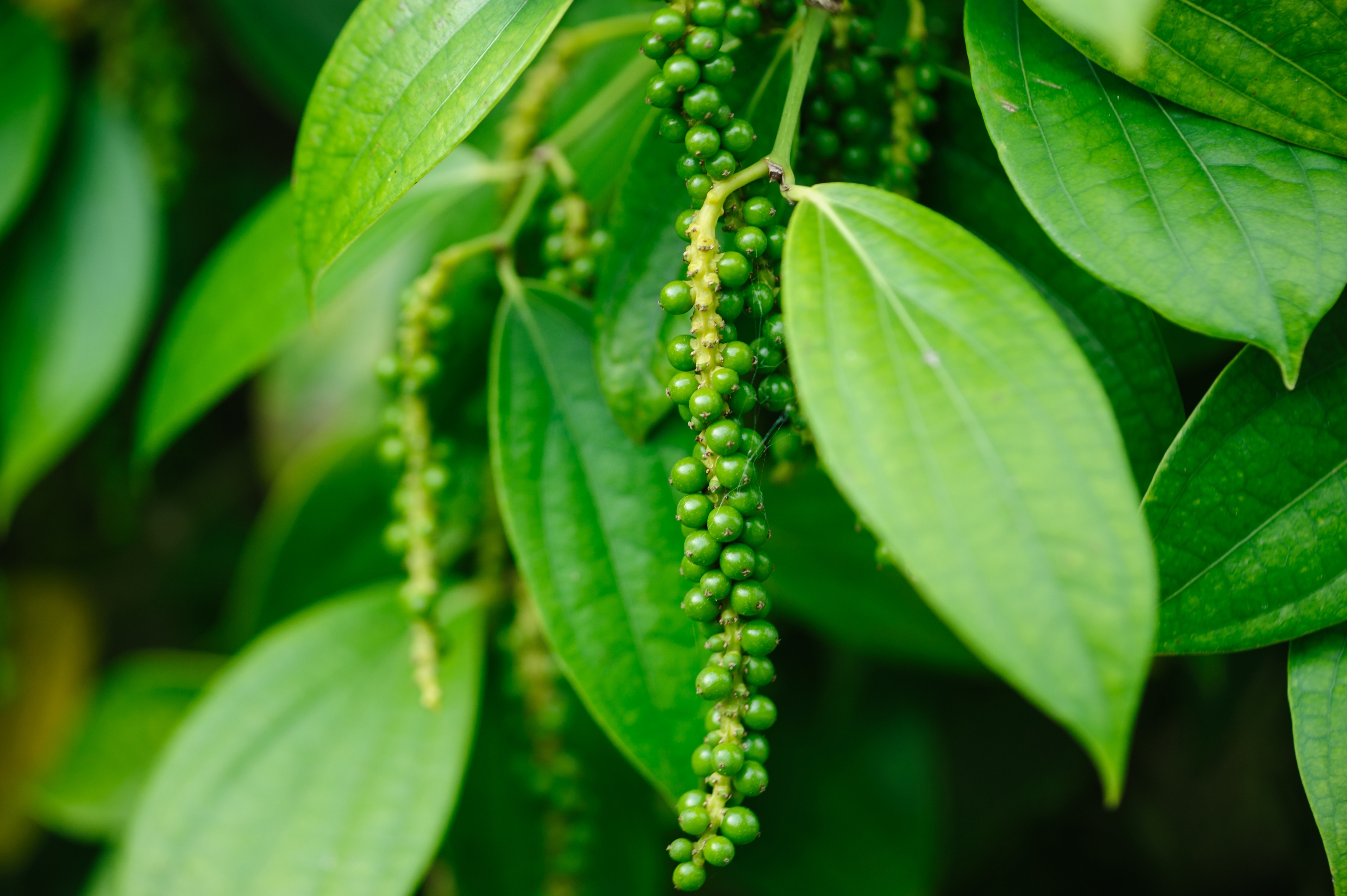 Piper nigrum, a green plant that grows green peppercorns Piper nigrum, a green plant that grows green peppercorns