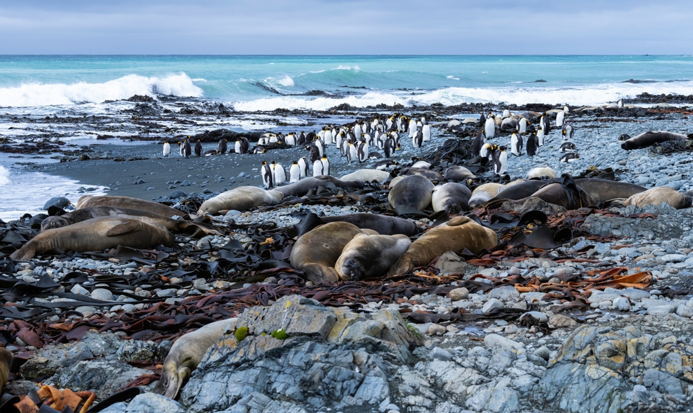 A group of king penguins and a bunch of elephant seals hanging out on the rocky beach of Macquarie Island 